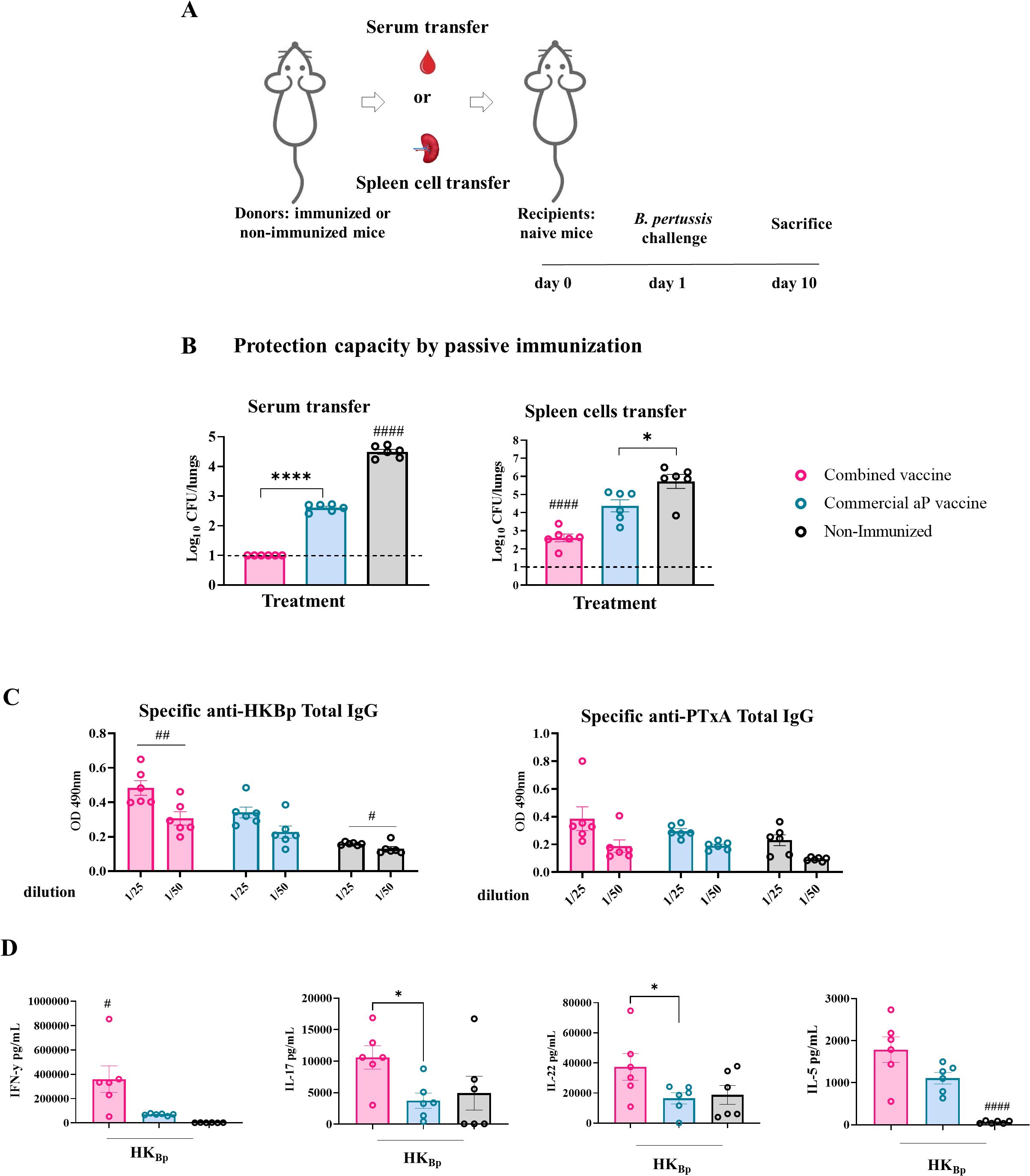 Diagram A shows a transfer of serum or spleen cells fromimmunized or non-immunized donor mice to naive recipient mice, followed by B.pertussis challenge and sacrifice. Graph B illustrates Log₁₀ CFU/lungs comparingprotection by passive immunization via serum or spleen cell transfer, with significantdifferences marked. Graph C displays optical density of specific anti-HKBp and anti-PTxAtotal IgG at various dilutions. Graph D presents IFN-g, IL-17, 22, and IL-5 levelsfollowing HKBP treatment, with statistical significance indicated. Different colorsrepresent combined vaccine, commercial aP vaccine, and non-immunized groups.