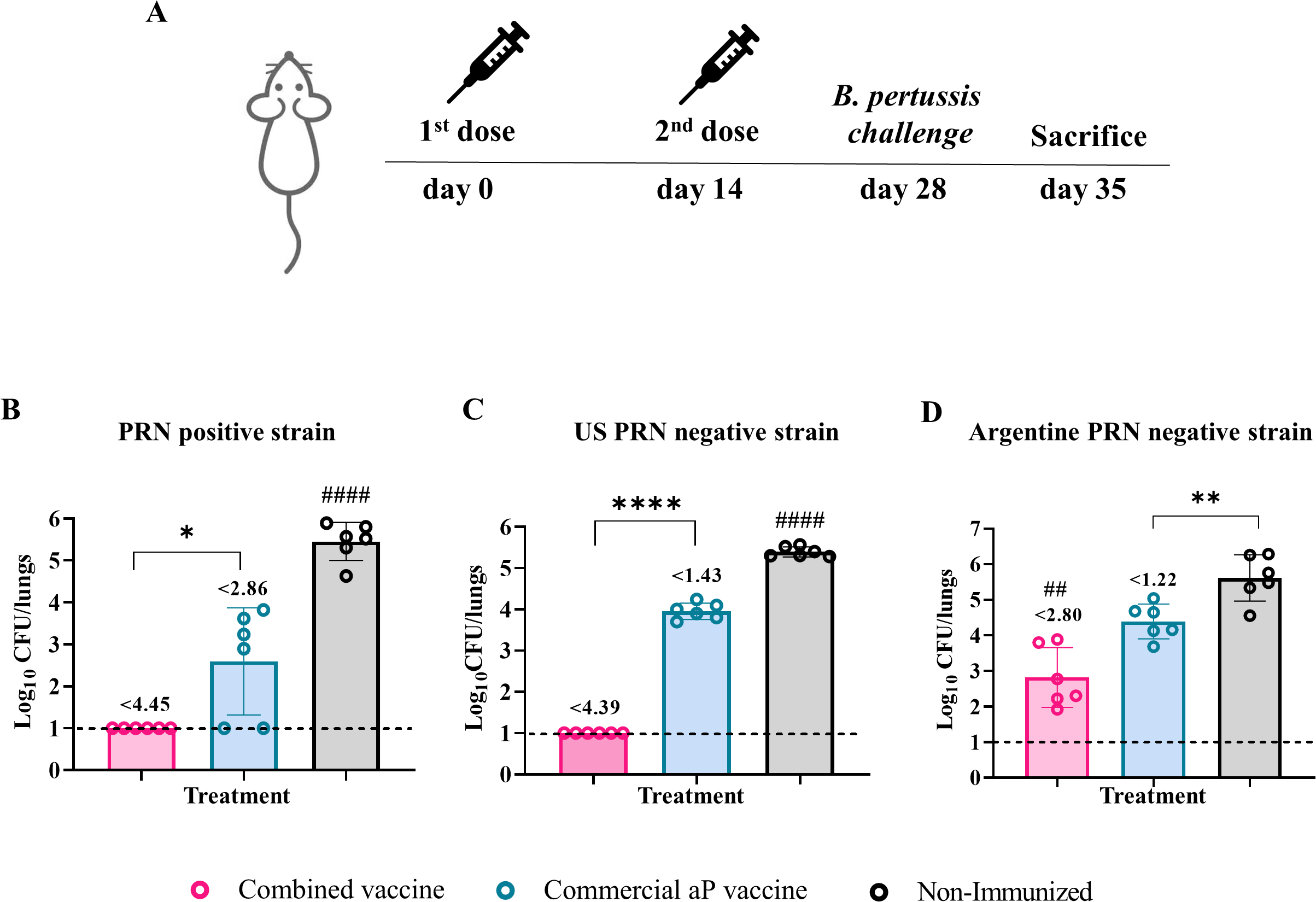 Diagram of a mouse vaccination study and bar graphs showing lung bacterial counts. Part A illustrates the timeline for two vaccine doses followed by a challenge with Bordetella pertussis and sacrifice for analysis. Parts B, C, and D display bacterial load (log10 CFU/lungs) for PRN positive, US PRN negative, and Argentine PRN negative strains, respectively. Each graph compares combined vaccine, commercial acellular pertussis vaccine, and non-immunized groups. Significance levels are indicated with stars and hashtags.