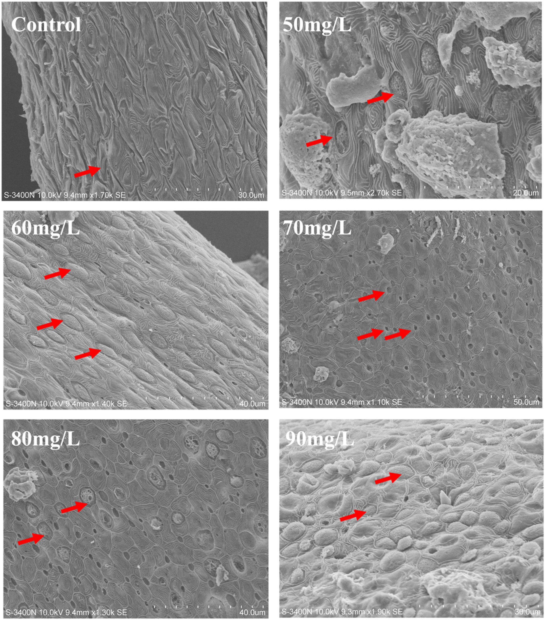 Six scanning electron microscope images show surface changes at different concentrations labeled as Control, 50 mg/L, 60 mg/L, 70 mg/L, 80 mg/L, and 90 mg/L. The Control image displays a smooth surface, while increasing concentrations show progressively more textured and irregular surfaces. Red arrows indicate notable surface features in each image.
