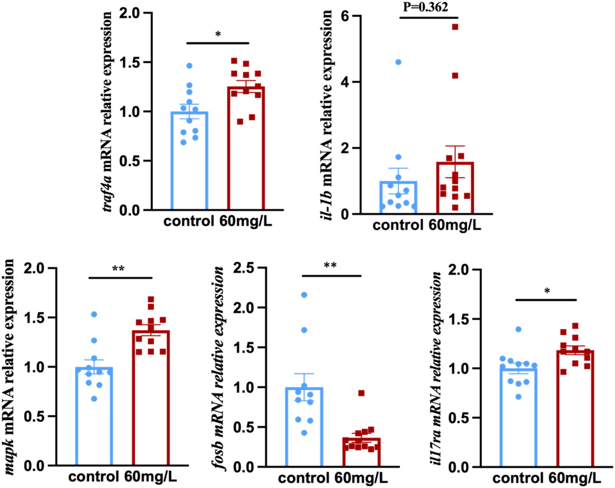 Bar graphs showing the relative expression of traf4a, il-1b, mapk, fosb, and il17ra mRNA in control versus 60 mg/L treatments. Notable changes include significant differences in traf4a, mapk, fosb, and il17ra expressions, marked by asterisks, while il-1b shows no significant change. Data is presented as mean with error bars, and significance is indicated by * for P < 0.05 and ** for P < 0.01.