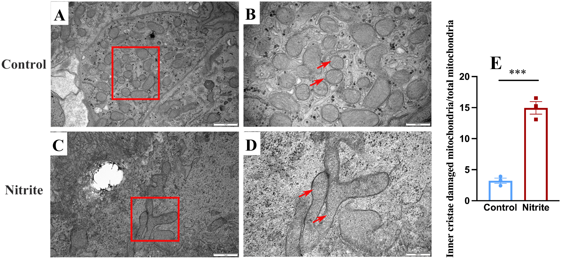 Electron microscopy images and a bar graph showing mitochondrial changes under control and nitrite conditions. Panels A and B display mitochondria from the control group, with red arrows indicating normal structures. Panels C and D depict mitochondria exposed to nitrite, with red arrows highlighting damage. The bar graph (E) compares the ratio of damaged mitochondria, showing significantly higher damage in the nitrite group.