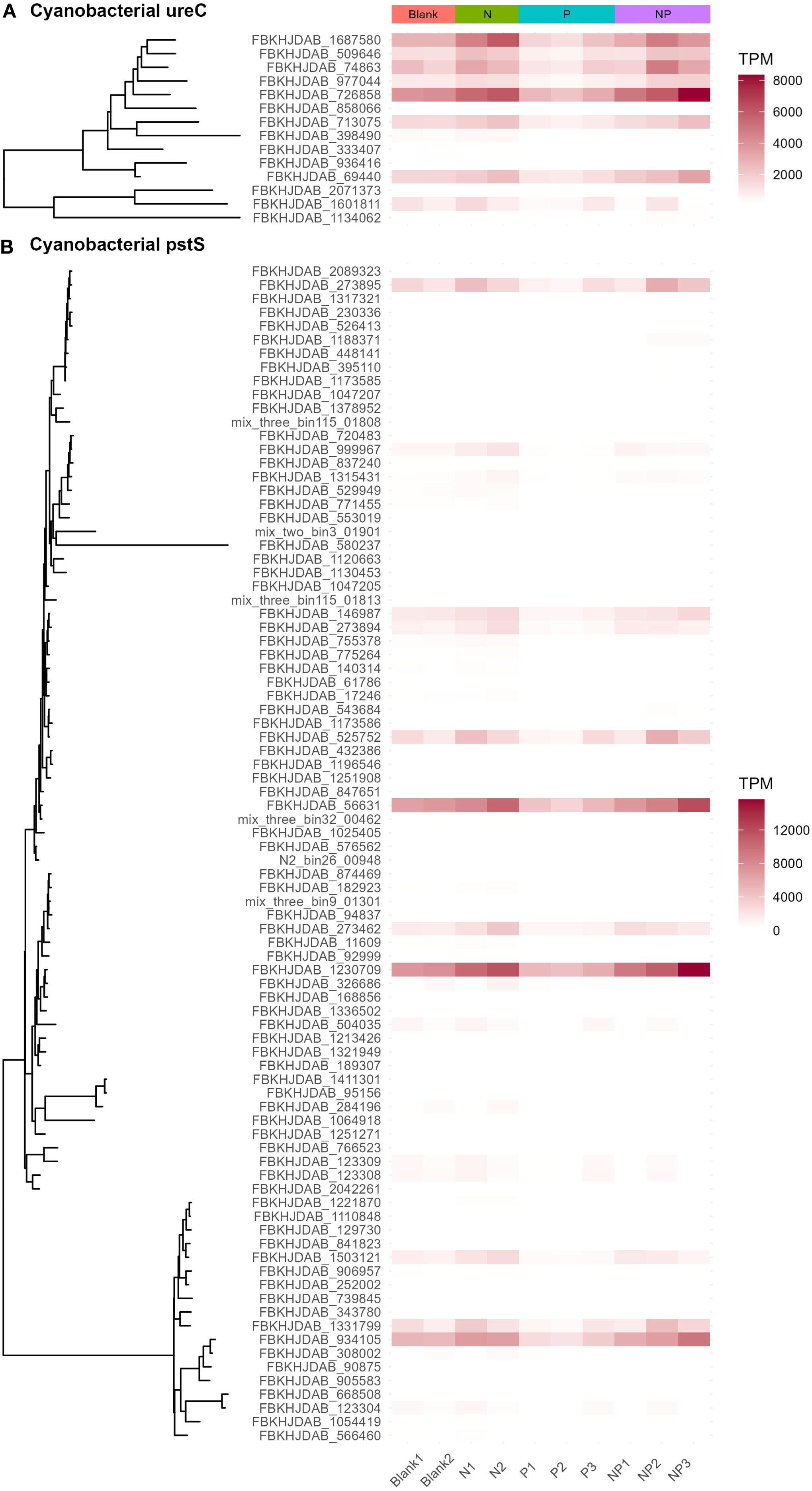 Phylogenetic tree diagram with heatmaps comparing relative gene abundance of cyanobacterial ureC (A) and pstS (B) genes. The heatmaps indicate transcript per million (TPM) values across different conditions: Blank, N, P, NP. Higher TPM values are shown in darker shades of red.