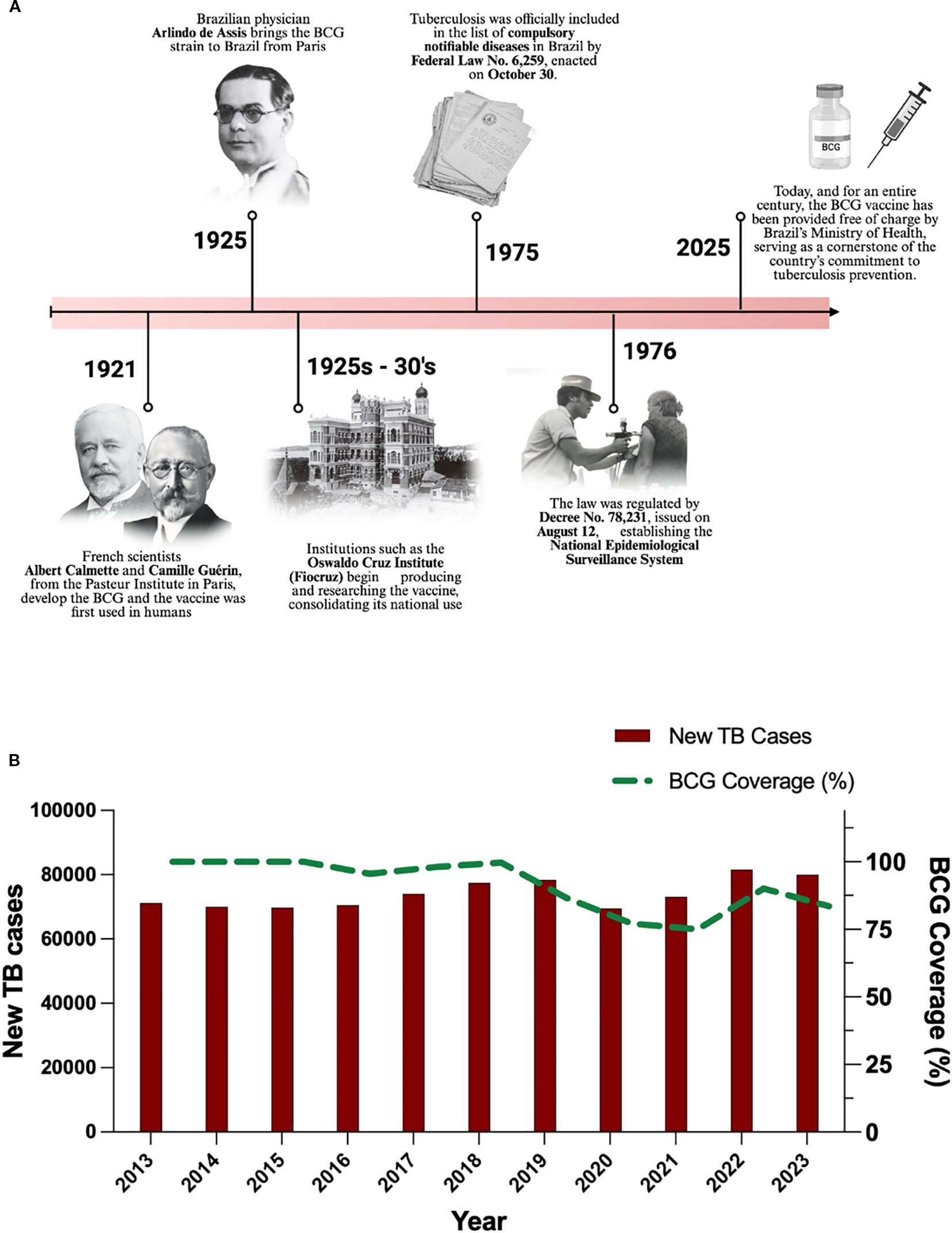 Timeline of BCG vaccine history in Brazil: In 1921, French scientists developed it, and it was first used in humans. By 1925, it was brought to Brazil. The 1925-30s saw institutions producing and researching it. In 1975, tuberculosis became a notifiable disease. By 1976, national surveillance was established. By 2025, the vaccine was a cornerstone of tuberculosis prevention. Graph shows new TB cases (2013-2023) in red bars and BCG coverage percentage in a green dashed line, indicating stable coverage with a slight decrease in new cases over time.