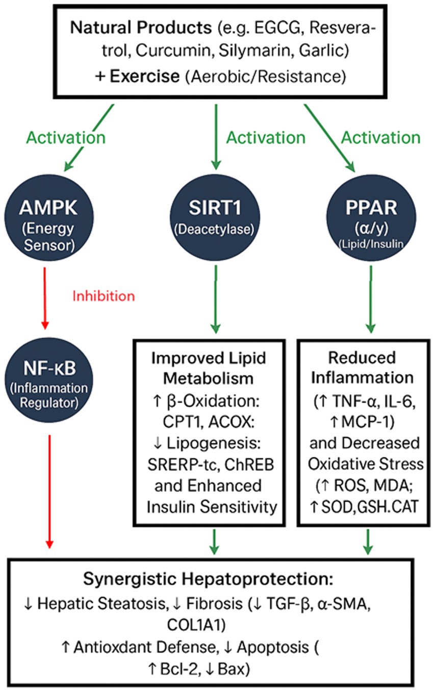 Flowchart showing how natural products like EGCG, resveratrol, curcumin, silymarin, garlic, and exercise activate AMPK, SIRT1, and PPAR. This results in improved lipid metabolism, reduced inflammation, and synergistic hepatoprotection, including decreased hepatic steatosis, fibrosis, and apoptosis, and increased antioxidant defense and insulin sensitivity.