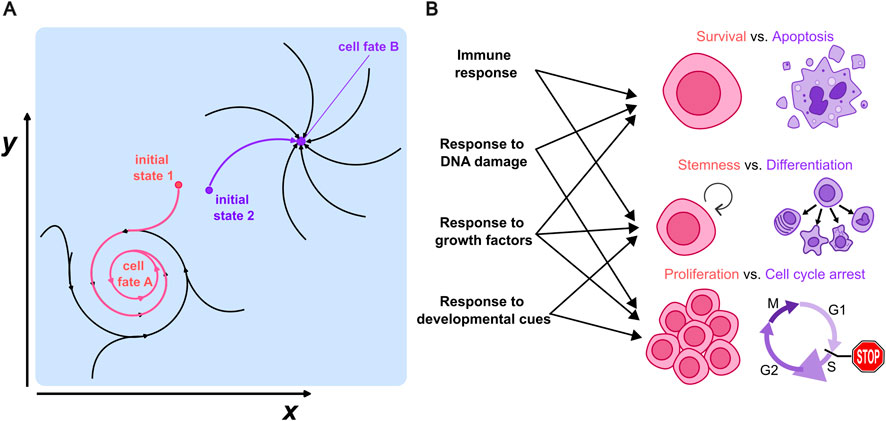 Diagram with two panels. Panel A: A graph with pathways from initial states leading to different cell fates, labeled as state one to cell fate A in red, and state two to cell fate B in purple. Panel B: Diagrams showing cellular responses like immune response, DNA damage response, growth factors, and developmental cues. Outcomes displayed are survival versus apoptosis, stemness versus differentiation, and proliferation versus cell cycle arrest.