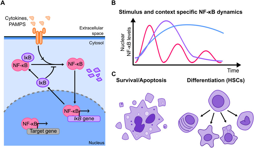 Diagram illustrating NF-κB signaling and dynamics. (A) NF-κB pathway activation: external ligands cause NF-κB release from IκB, translocating to the nucleus to regulate genes. (B) Graph shows distinct NF-κB nuclear levels over time, with three different stimulus patterns. (C) Schematic of NF-κB roles in cell survival/apoptosis and differentiation of hematopoietic stem cells (HSCs).