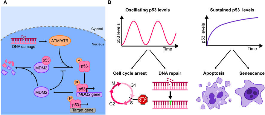 Diagram illustrating DNA damage response and p53 protein regulation. Left side shows DNA damage activating ATM/ATR, leading to p53 phosphorylation and activation. p53 induces MDM2 gene expression and target genes for cell cycle arrest or repair. Right side graphs show oscillating p53 levels leading to cell cycle arrest and DNA repair, while sustained p53 levels lead to apoptosis or senescence.