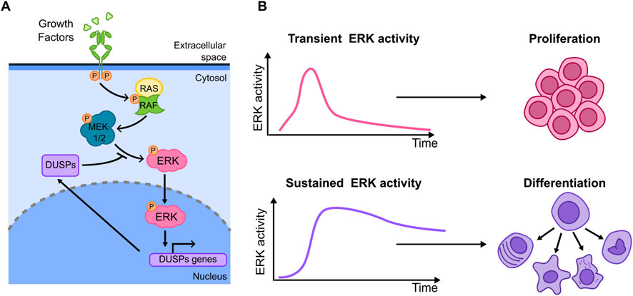 Diagram illustrating the MAPK/ERK signaling pathway. Part A shows the activation of RAS, RAF, MEK 1/2, and ERK leading to DUSPs gene expression. Part B displays graphs of ERK activity over time: transient ERK activity leads to cell proliferation, while sustained ERK activity results in cell differentiation.