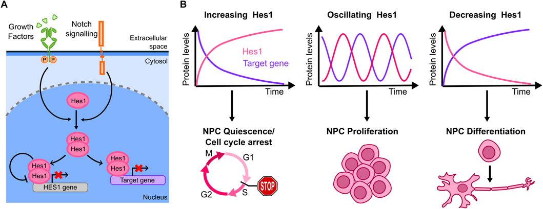 Diagram illustrating Hes1 dynamics and its effects on neural progenitor cells (NPCs). Panel A shows growth factors and Notch signaling activating Hes1. Hes1 represses its own gene and a target gene. Panel B depicts three scenarios: increasing Hes1 leading to NPC quiescence and cell cycle arrest, oscillating Hes1 promoting NPC proliferation, and decreasing Hes1 causing NPC differentiation. Graphs show protein levels over time for each scenario with corresponding cellular outcomes.