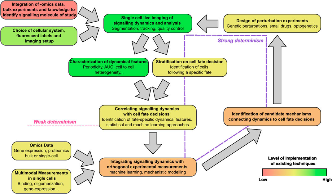 Flowchart depicting the process of integrating omic data and live-cell microscopy experiments to connect protein dynamics with the detrmination of cell fate. It includes steps like single-cell imaging, stratification of cell fate, and correlation with signal dynamics. The chart emphasizes weak and strong determinism, integrating orthogonal measurements, and identification of mechanisms connecting dynamics to cell fate decisions. Arrows indicate direction and interaction between processes, with a color gradient bar showing the level of implementation of existing techniques from low to high.
