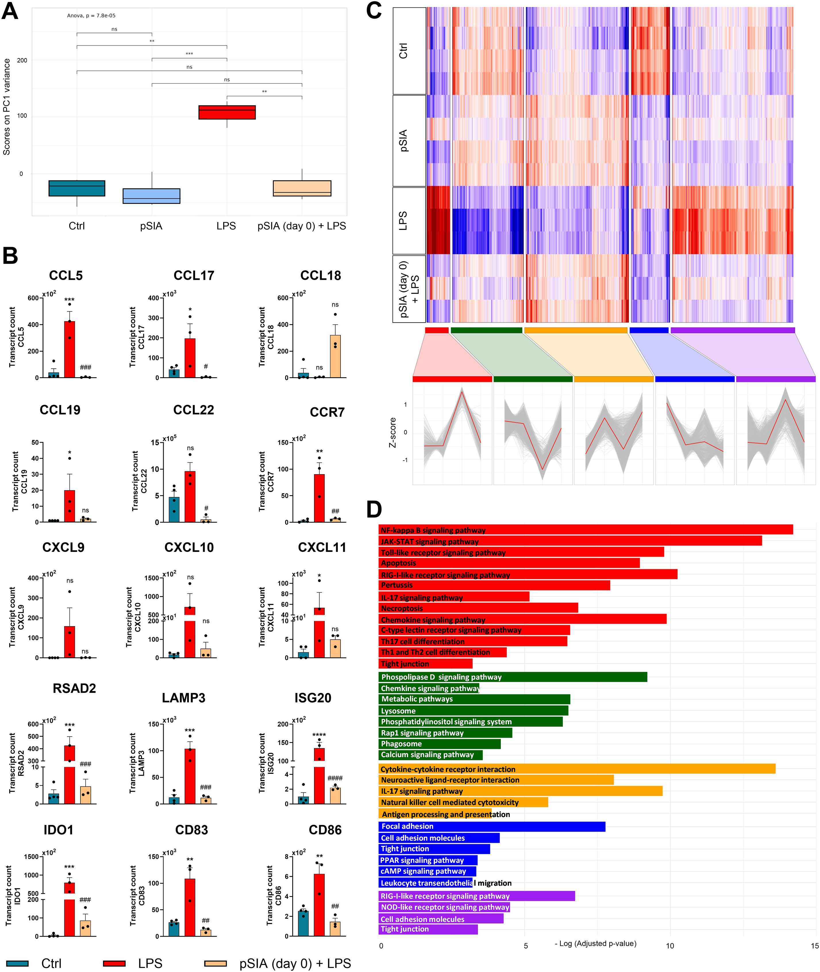Composite image with four panels illustrating experimental results: A) Box plot showing scores of PC1 variance across four conditions: Ctrl, pSIA, LPS, and pSIA (day 0) + LPS. B) Bar charts displaying transcript counts for various cytokines and markers, including CCL5, CCL17, and CXCL11, among others, with significance levels indicated. C) Heatmap showcasing gene expression changes across different conditions with a z-score line graph overlay. D) Bar graph ranking signaling pathways by significance, including NF-kappa B, JAK-STAT, and more, sorted by adjusted p-value. Color coding represents different experimental groups.