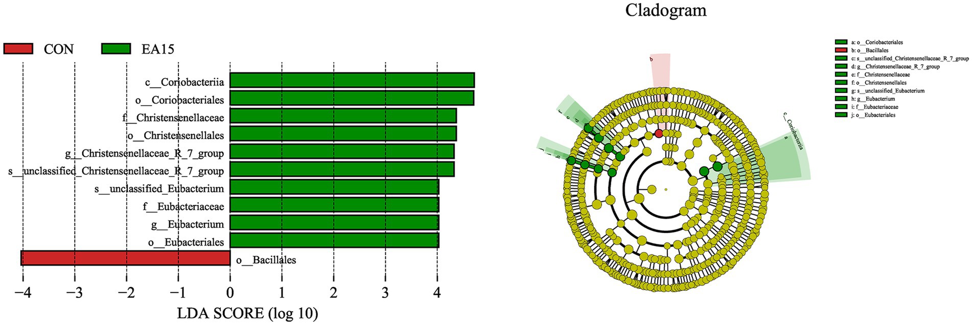 LDA score chart and cladogram showing microbial taxa differences. The left chart displays taxa with scores from control group (red) and EA15 group (green). The right cladogram illustrates taxa relationships, highlighting specific groups with various colors and labels correlating with the chart.