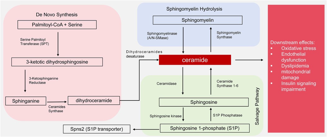 Diagram illustrating sphingolipid metabolism pathways. The de novo synthesis starts with palmitoyl-CoA and serine, forming 3-ketotic dihydrosphingosine, then sphinganine, and dihydroceramide. Sphingomyelin hydrolysis and the salvage pathway show different stages leading to ceramide and sphingosine-1-phosphate. Downstream effects include oxidative stress, endothelial dysfunction, dyslipidemia, mitochondrial damage, and insulin signaling impairment.