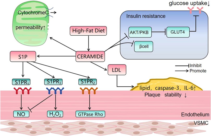 Pathway diagram illustrating the effects of a high-fat diet leading to increased ceramide levels. Ceramide influences insulin resistance, affecting AKT/PKB and GLUT4, reducing glucose uptake. It also affects mitochondrial cytochrome C permeability. S1P mediates between ceramide and receptors S1PR1, S1PR2, and S1PR3, impacting nitric oxide (NO), hydrogen peroxide (H2O2), and GTPase Rho production. Ceramide and LDL contribute to lipid accumulation and processes involving caspase-3 and IL-6, reducing plaque stability in the endothelium. Arrows indicate promotion or inhibition of these pathways.