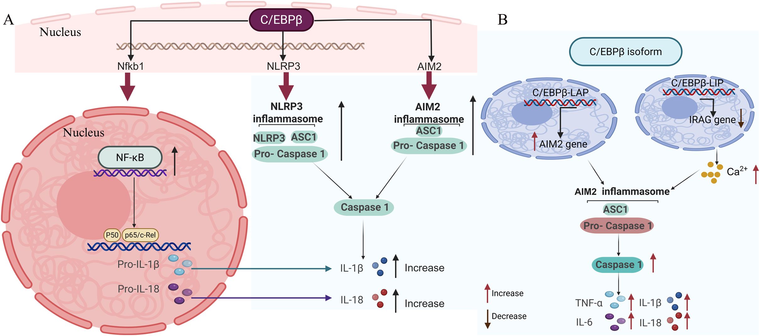 A diagram summarizing key molecular pathways in the regulation of inflammasomes by C/EBPβ.Panel A uses block arrows to show how C/EBPβ activates the expression of NLRP3, AIM2, andCaspase-1, leading to the cleavage and maturation of IL-1β and IL-18. Panel B contrasts themechanisms of the LAP and LIP isoforms: LAP promotes AIM2 inflammasome assembly andcalcium release, while LIP inhibits these processes.