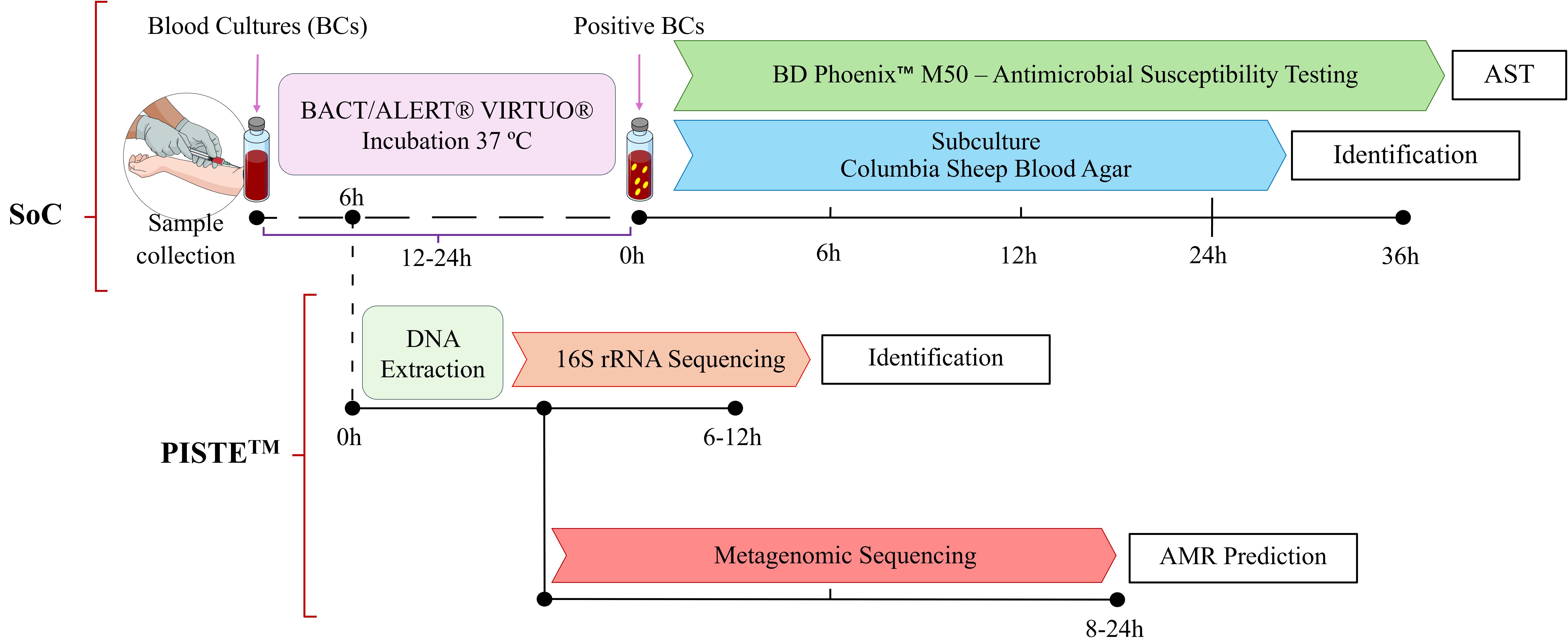 Diagram showing two blood testing workflows: Standard of Care (SoC) and PISTE. SoC involves blood culture incubation, subculture on Columbia Sheep Blood Agar, and BD Phoenix M50 susceptibility testing, totaling 36 hours. PISTE includes DNA extraction, 16S rRNA sequencing, and metagenomic sequencing for AMR prediction, completed in 8 to 24 hours.