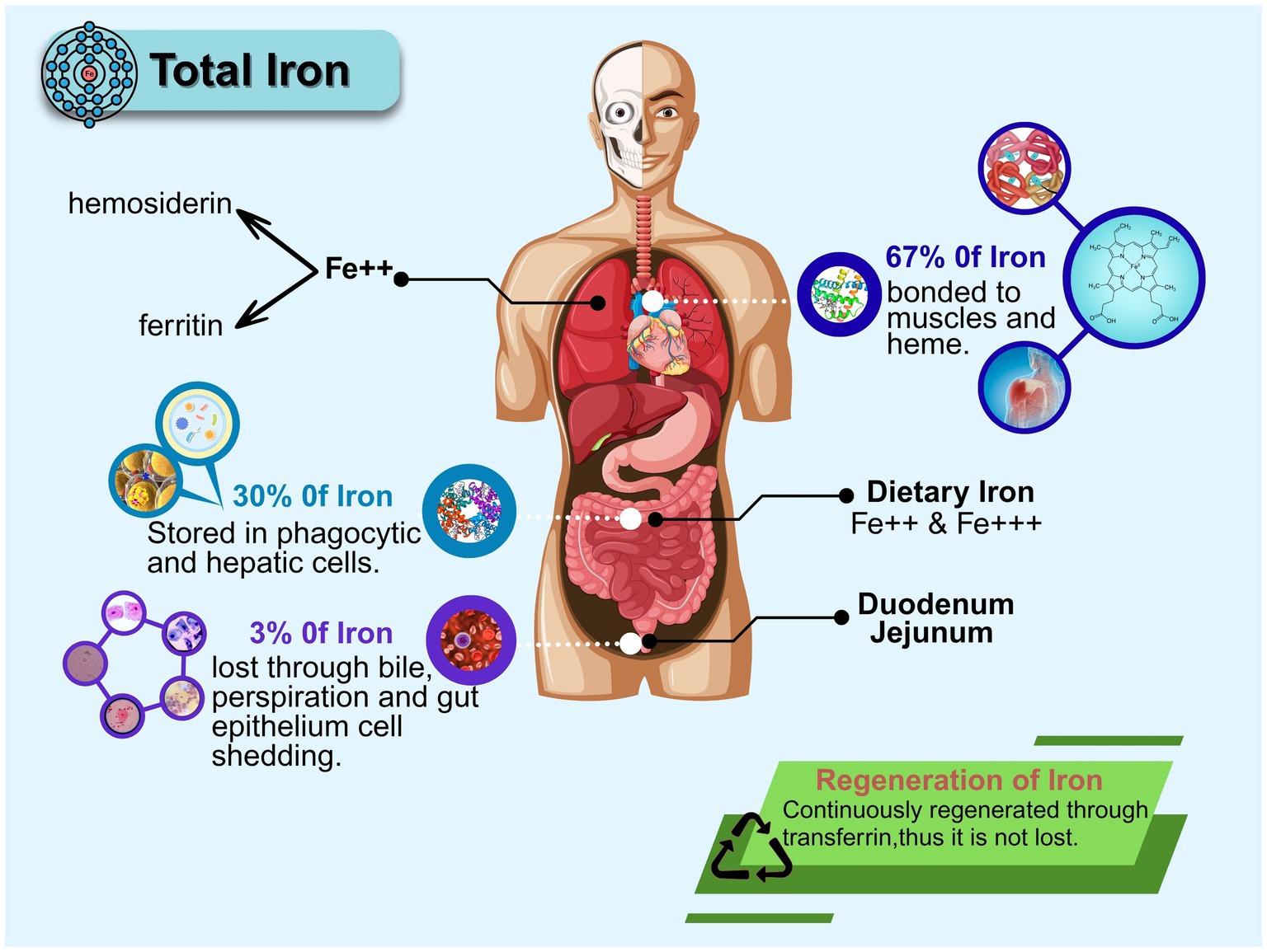 Illustration of iron distribution in the body showing a human figure with organs labeled. Sixty-seven percent of iron is bonded to muscles and heme. Thirty percent is stored in phagocytic and hepatic cells. Three percent is lost through bile, perspiration, and gut epithelium cell shedding. Iron is continuously regenerated through transferrin. The image connects dietary iron with the duodenum and jejunum regions.