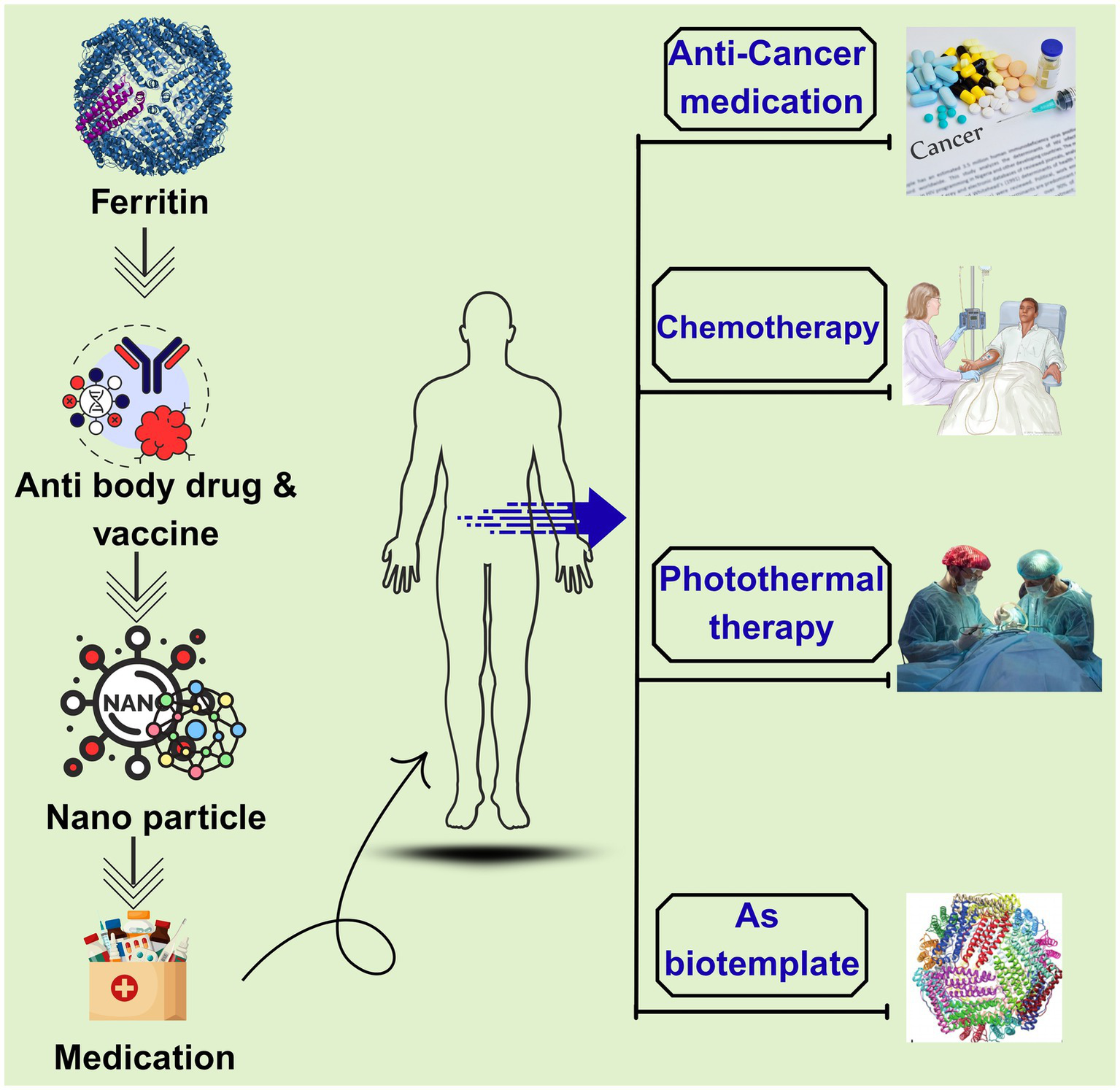 Diagram illustrating ferritin's role in cancer treatment. It shows the progression from ferritin to antibodies and nanoparticles, leading to medication. The applications include anti-cancer medication, chemotherapy, photothermal therapy, and as a biotemplate, represented by corresponding images.