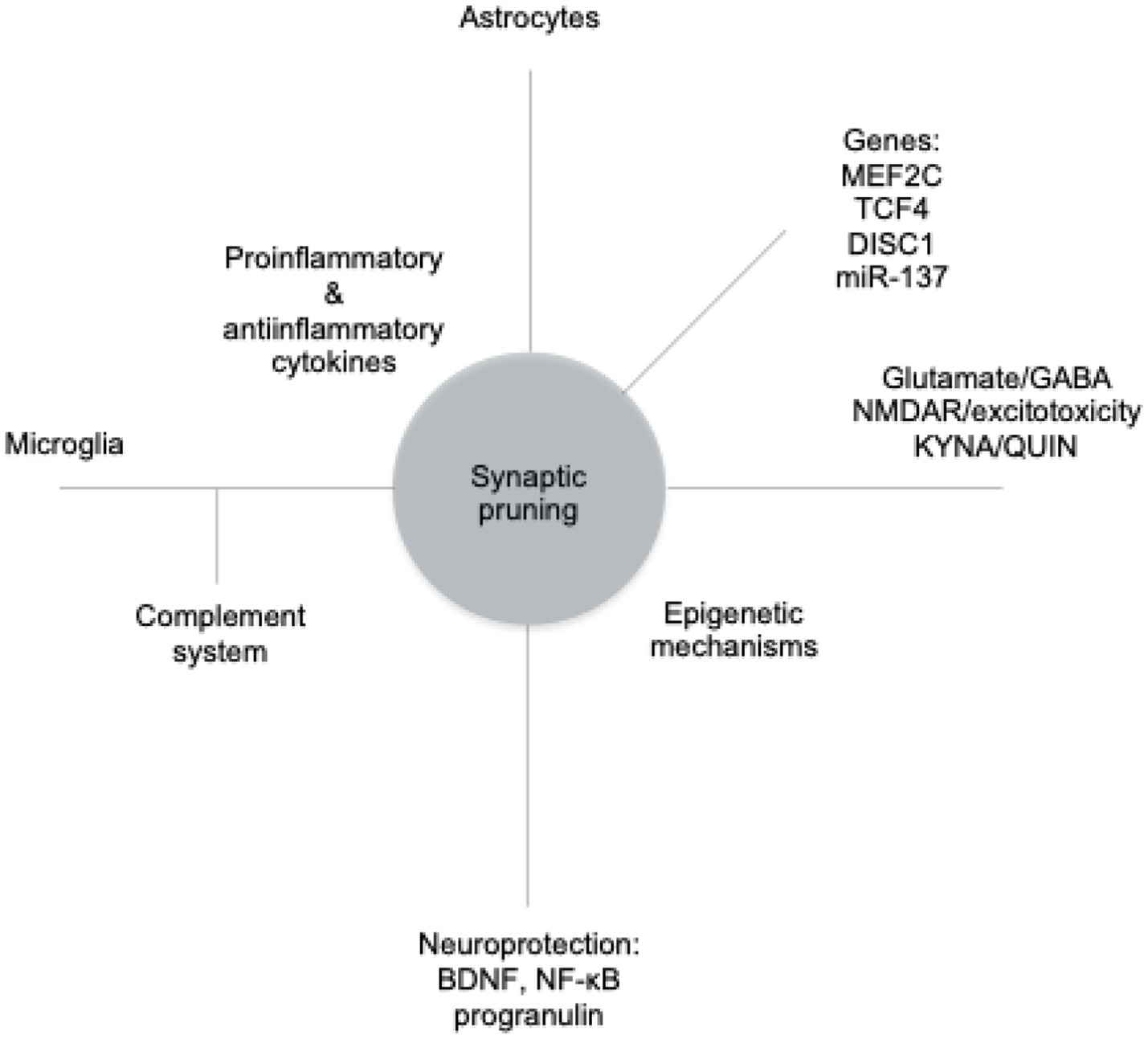 Diagram illustrating factors influencing synaptic pruning. Central circle labeled