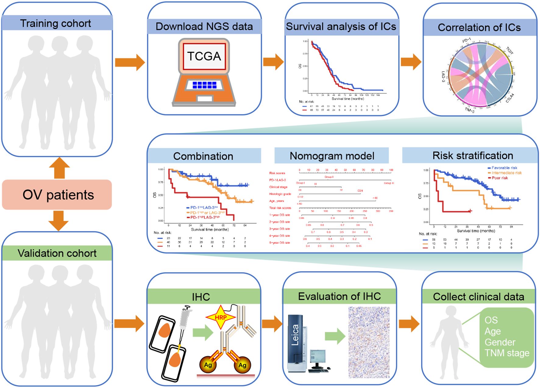 Flowchart illustrating the analysis process for ovarian (OV) patients. It begins with a training cohort and downloading NGS data from TCGA, followed by survival analysis and correlation of immune checkpoints (ICs). Subsequent steps include combination analysis, nomogram modeling, and risk stratification. The validation cohort undergoes IHC procedure and evaluation, followed by the collection of clinical data including overall survival (OS), age, gender, and TNM stage.
