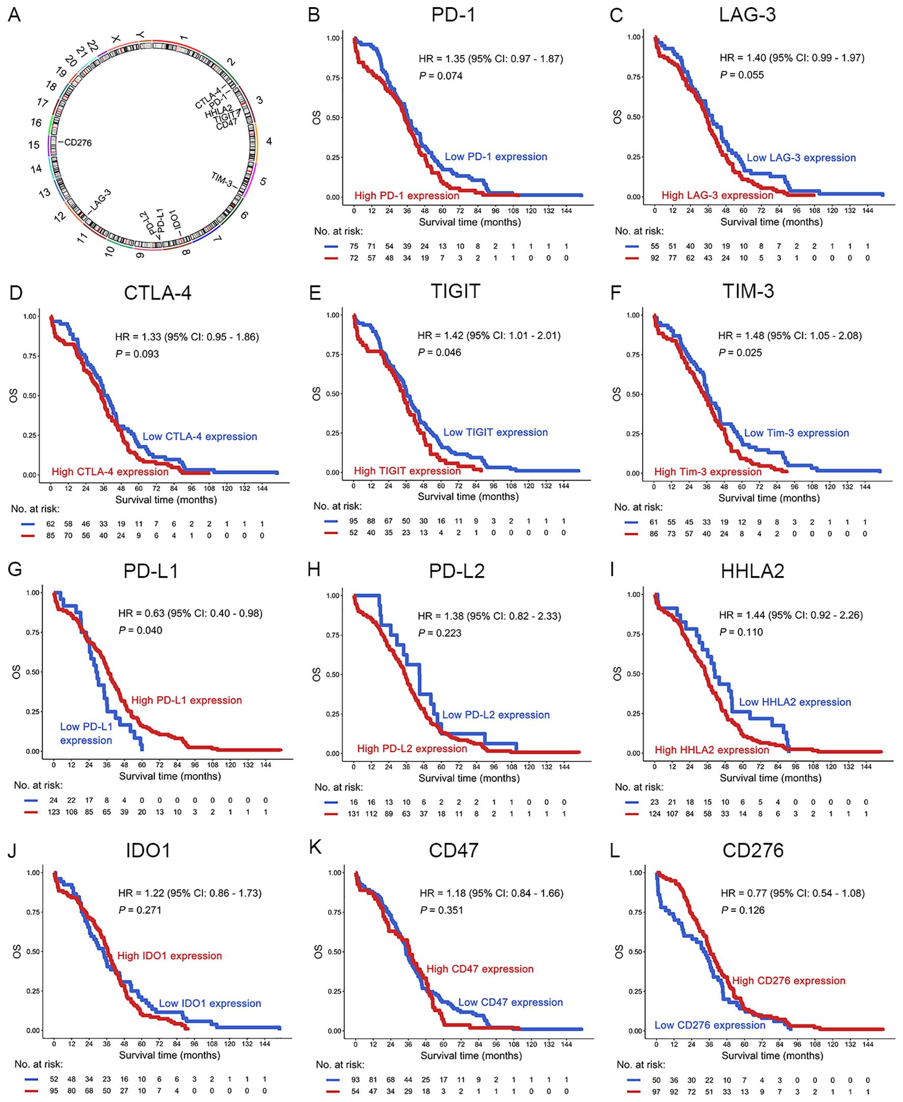 Kaplan-Meier survival curves and a circular diagram display the association between the expression levels of various immune checkpoint genes and overall survival in a dataset. Each plot (B to L) shows the survival probability with high (red) versus low (blue) expression for genes PD-1, LAG-3, PD-L1, TIGIT, CTLA-4, TIM-3, PD-L2, HHLA2, IDO1, CD47, and CD276. Hazard ratio (HR), confidence interval (CI), and p-values indicate the statistical significance, with PD-L1 and HHLA2 showing significant differences in survival outcomes. Panel A features a circular chart mapping these genes on a genomic scale.
