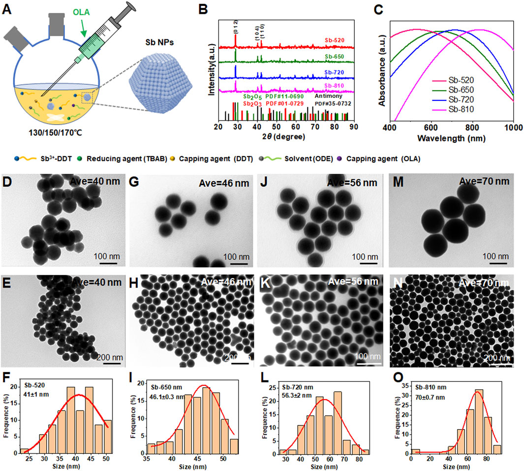 Schematic and analysis of antimony nanoparticles (Sb NPs) synthesis and properties. (A) Diagram of synthesis setup with chemicals listed. (B) X-ray diffraction patterns for Sb NPs of different sizes. (C) Absorbance spectra for various Sb NPs. (D–E) TEM images showing Sb NPs with average diameters of 40 nanometers. (G–H) TEM images of 46 nanometer NPs. (J–K) TEM images of 56 nanometer NPs. (M–N) TEM images of 70 nanometer NPs. (F, I, L, O) Size distribution histograms for each NP sample size, indicating frequency percentages.