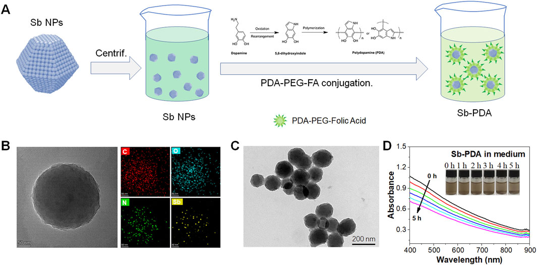 Diagram depicting the synthesis and characterization of antimony nanoparticles (Sb NPs) and polydopamine (PDA)-coated nanoparticles (Sb-PDA). Panel A shows the synthesis process with chemical reaction steps for PDA formation. Panel B includes transmission electron microscopy images and elemental mapping of Sb NPs. Panel C displays TEM images of Sb-PDA. Panel D presents an absorbance spectrum showing Sb-PDA behavior in a medium over time with photos of samples at different time intervals.