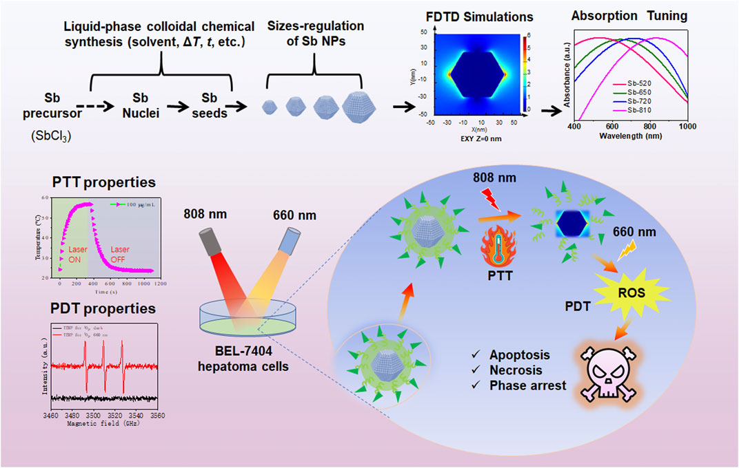 Diagram showing the synthesis and application of antimony nanoparticles. The process involves a liquid-phase colloid chemical synthesis for size regulation, followed by FDTD simulations and absorption tuning. Below, photothermal (PTT) and photodynamic therapy (PDT) properties are depicted, showing effects on BEL-7404 hepatoma cells when irradiated with 808 nm and 660 nm light. Results include temperature changes and reactive oxygen species (ROS) generation, leading to apoptosis necrosis and cell phase arrest.
