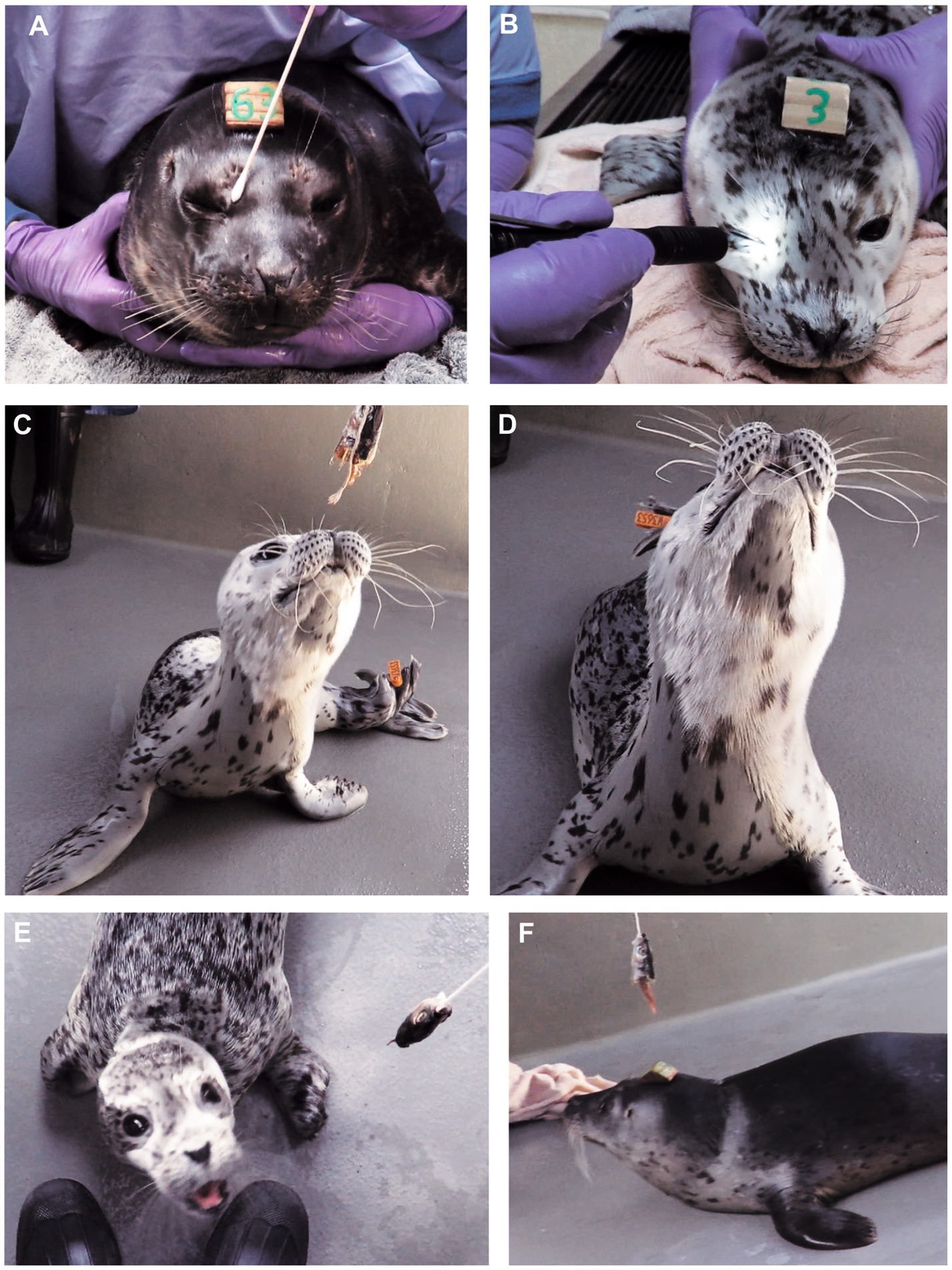 Suggest changing to: A composite of 6 images featuring seals in a medical setting. Panel A shows a seal with a numbered tag on its head having its blink reflex tested with a cotton swab touching next to its eye.Figure F. Suggest changing to: Panel F shows a seal turning its head to the side in response to a fish approaching its head.