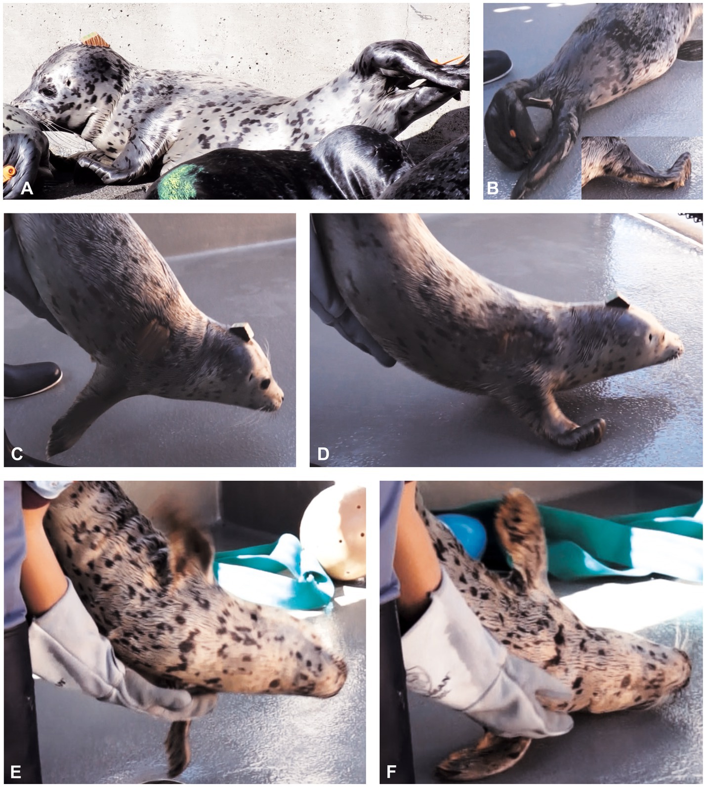 C. Seal being lowered to the ground stretches its front limbs. D. Seal being lowered to the ground begins to use its front limbs. E. A person wearing gloves holds the seal on its side. F. Gloved person places seal onto the ground on its side.