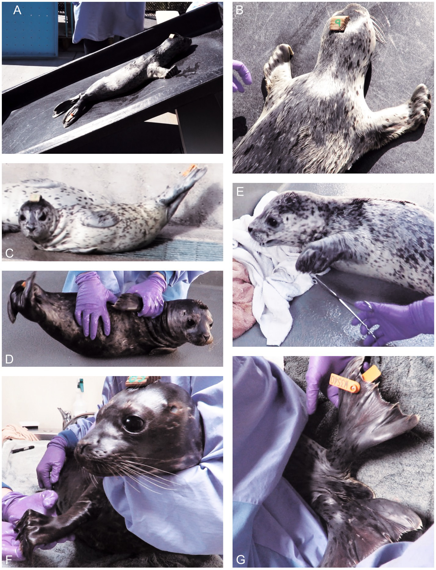 Suggest " A seal with a tag on its head flexing its front flippers. C. Suggest "A seal lying on its side holding its hind limbs up. D. Suggest " A person uses their hands to roll a seal onto its side". E. Suggest " A human touches the front flipper of a seal lying on its side. F. Suggest "Close-up of a seal held by a person while another person is holding its front flipper. G. Suggest " A seal's back flipper with an orange tag is touched by a person.