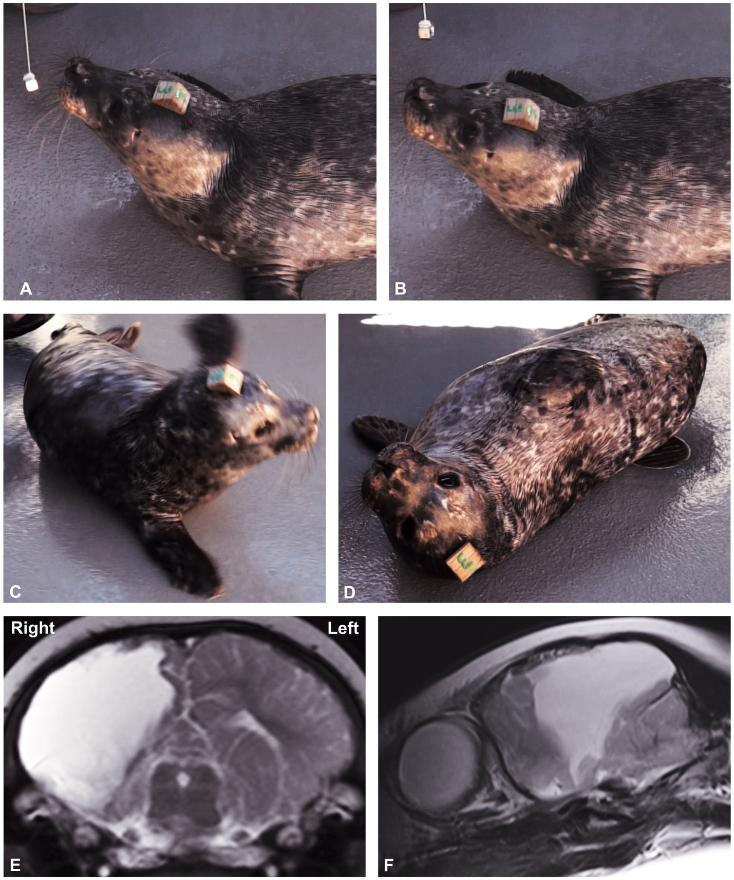 Images A to D show a seal with a tag on its head interacting with an object above it. In E and F, black and white MRI scans display horizontal and vertical views of the seal's head, highlighting its internal structure.