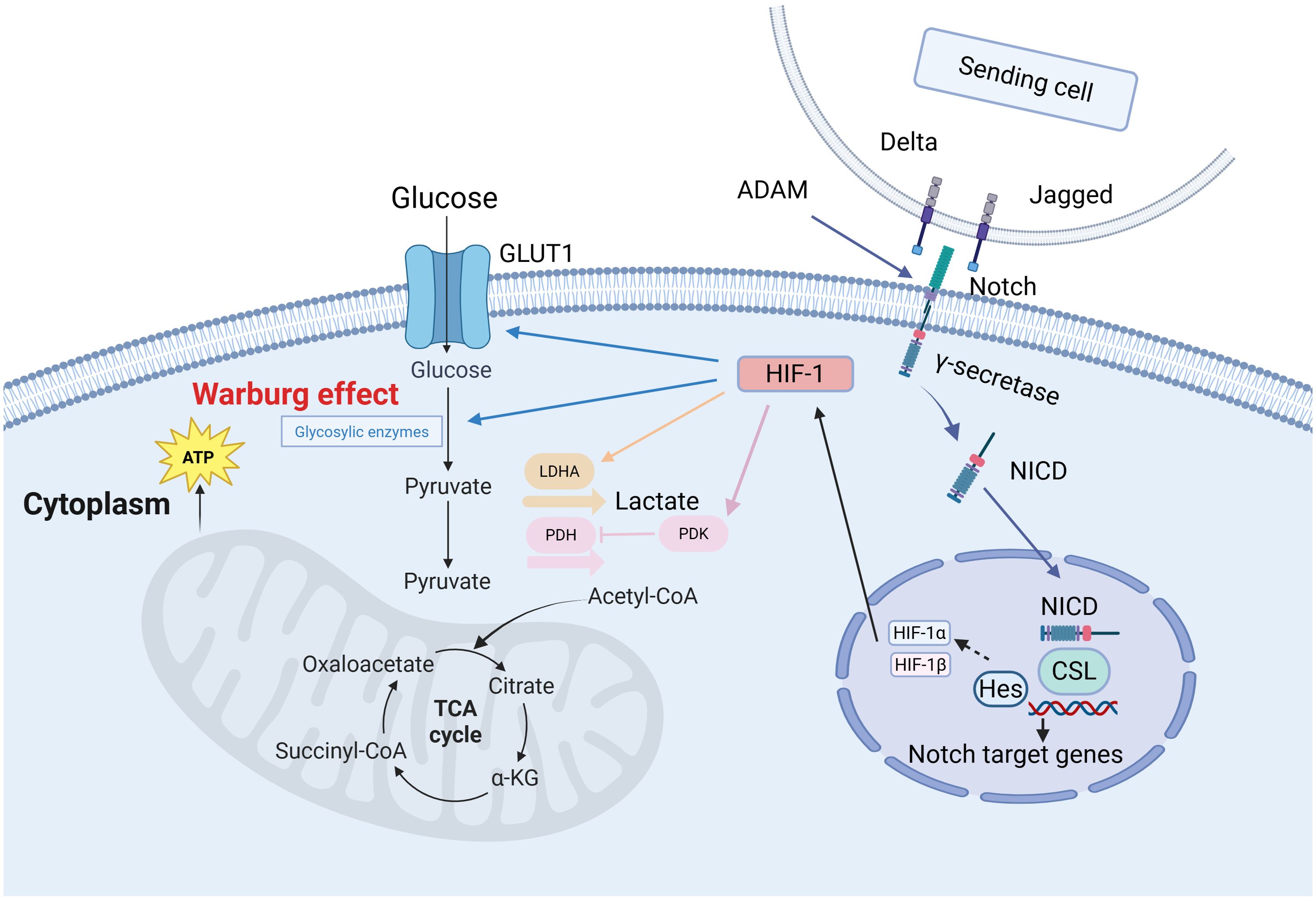 Frontiers | Notch signaling in cancer: metabolic