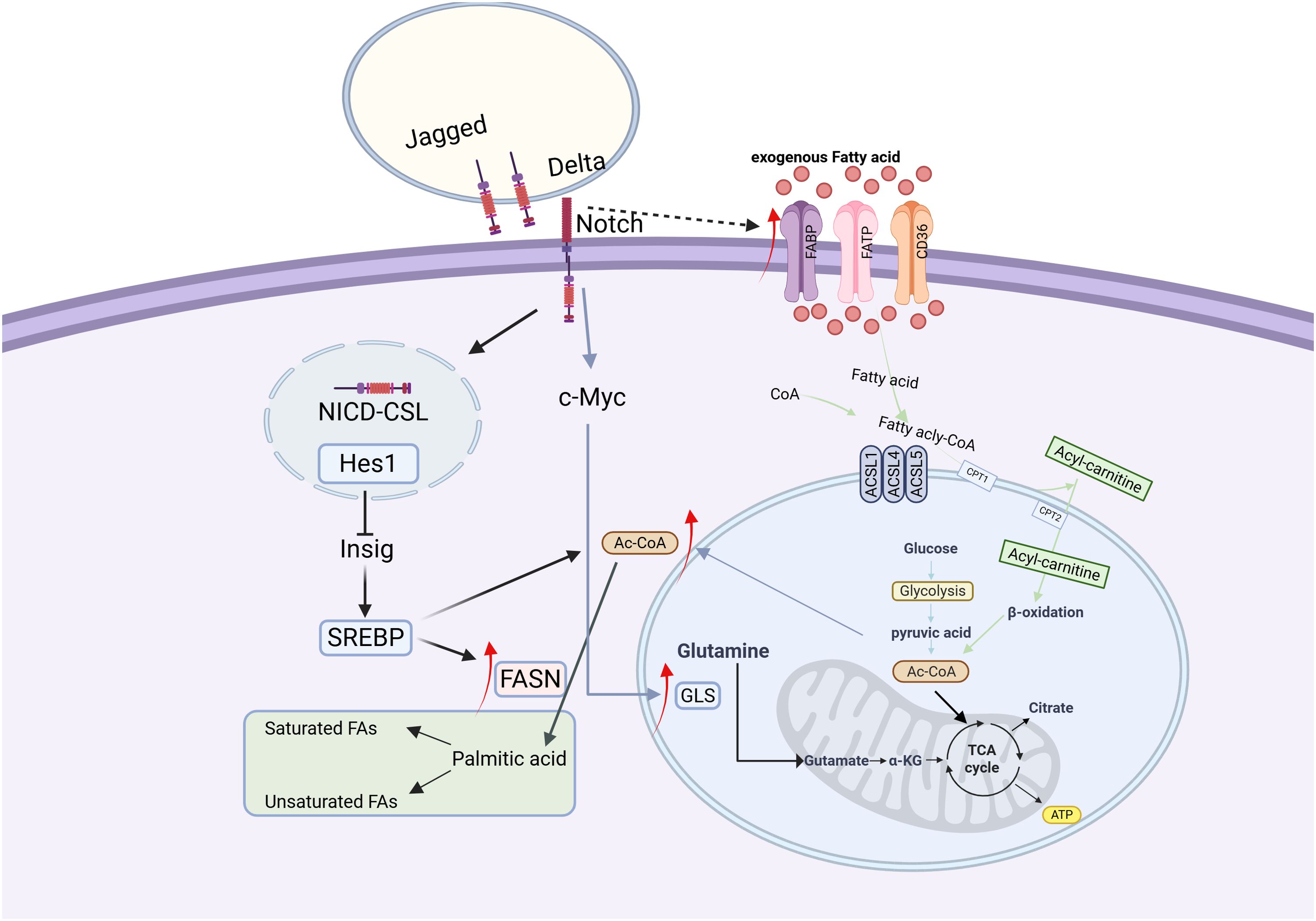 Diagram illustrating cellular metabolic pathways influenced by Notch signaling and exogenous fatty acids. It includes components like NICD-CSL, c-Myc, SREBP, and FASN in relation to fatty acid synthesis, glycolysis, glutamine metabolism, and the TCA cycle. Arrows indicate interactions and transformations, such as the conversion of glucose to pyruvic acid and fatty acids to acyl-CoA, affecting ATP production.
