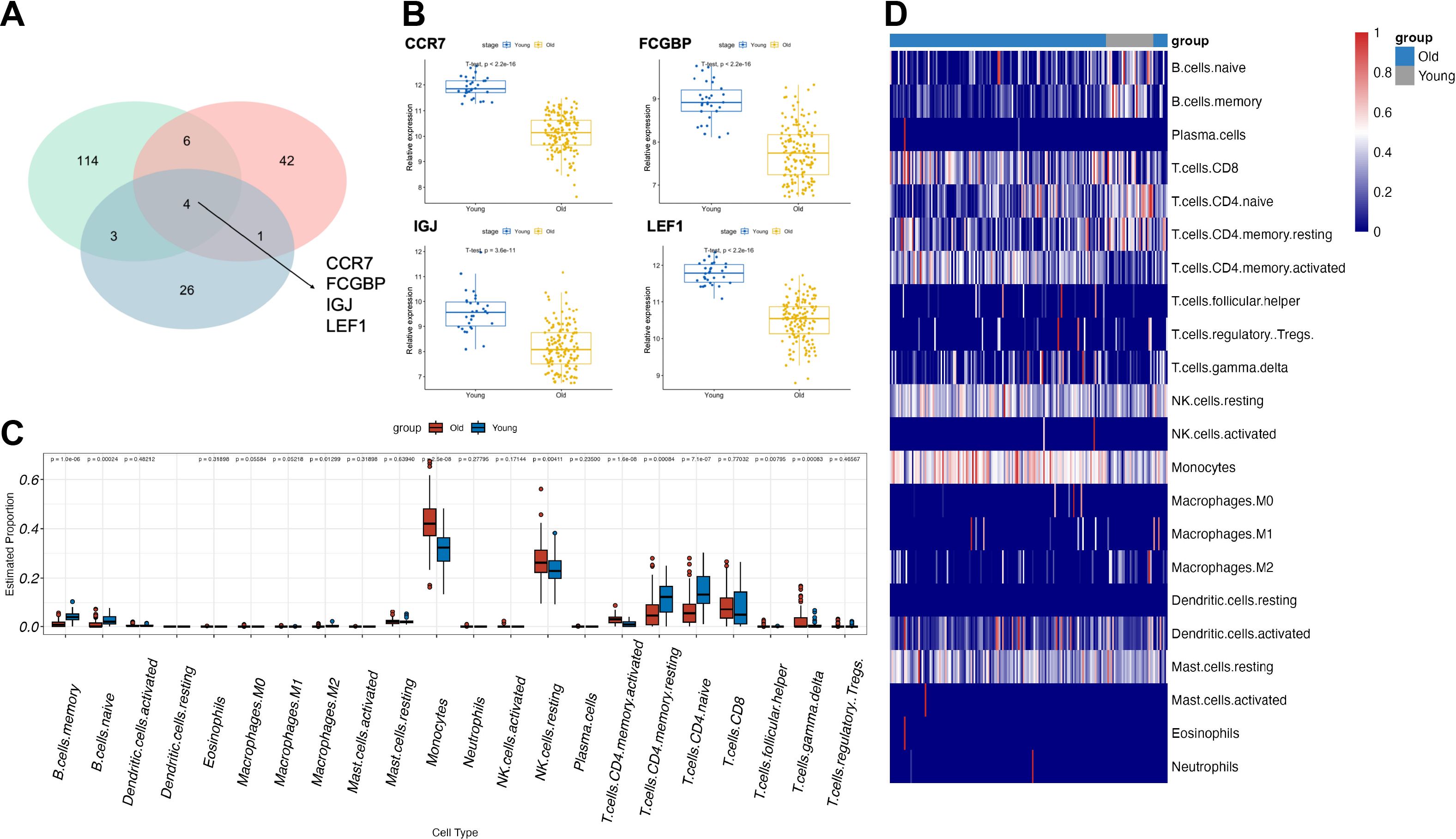 Venn diagram (A) shows gene overlap with CCR7, FCGBP, IGJ, and LEF1 marked. Box plots (B) compare gene expression between young and old groups for each gene, highlighting significant differences. (C) Box plots depict estimated cell type proportions in different age groups. Heatmap (D) depicts estimated cell type proportions in different age groups.