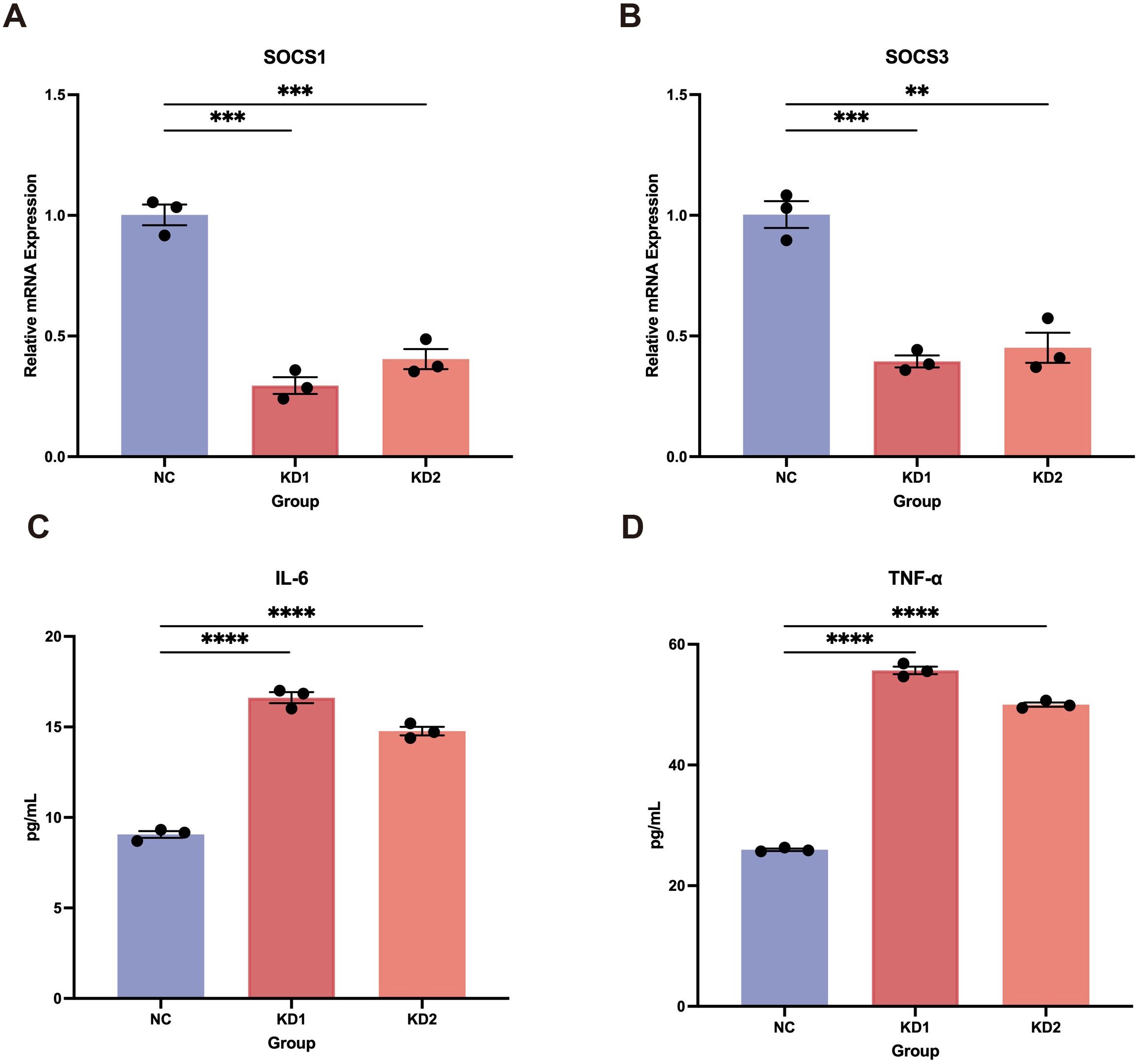 Bar graphs labeled A to D compare expression levels and concentrations of SOCS1, SOCS3, IL-6, and TNF-α across NC, KD1, and KD2 groups. SOCS1 and SOCS3 expression is highest in NC, while IL-6 and TNF-α concentrations are highest in KD1. Statistical significance is indicated by asterisks.