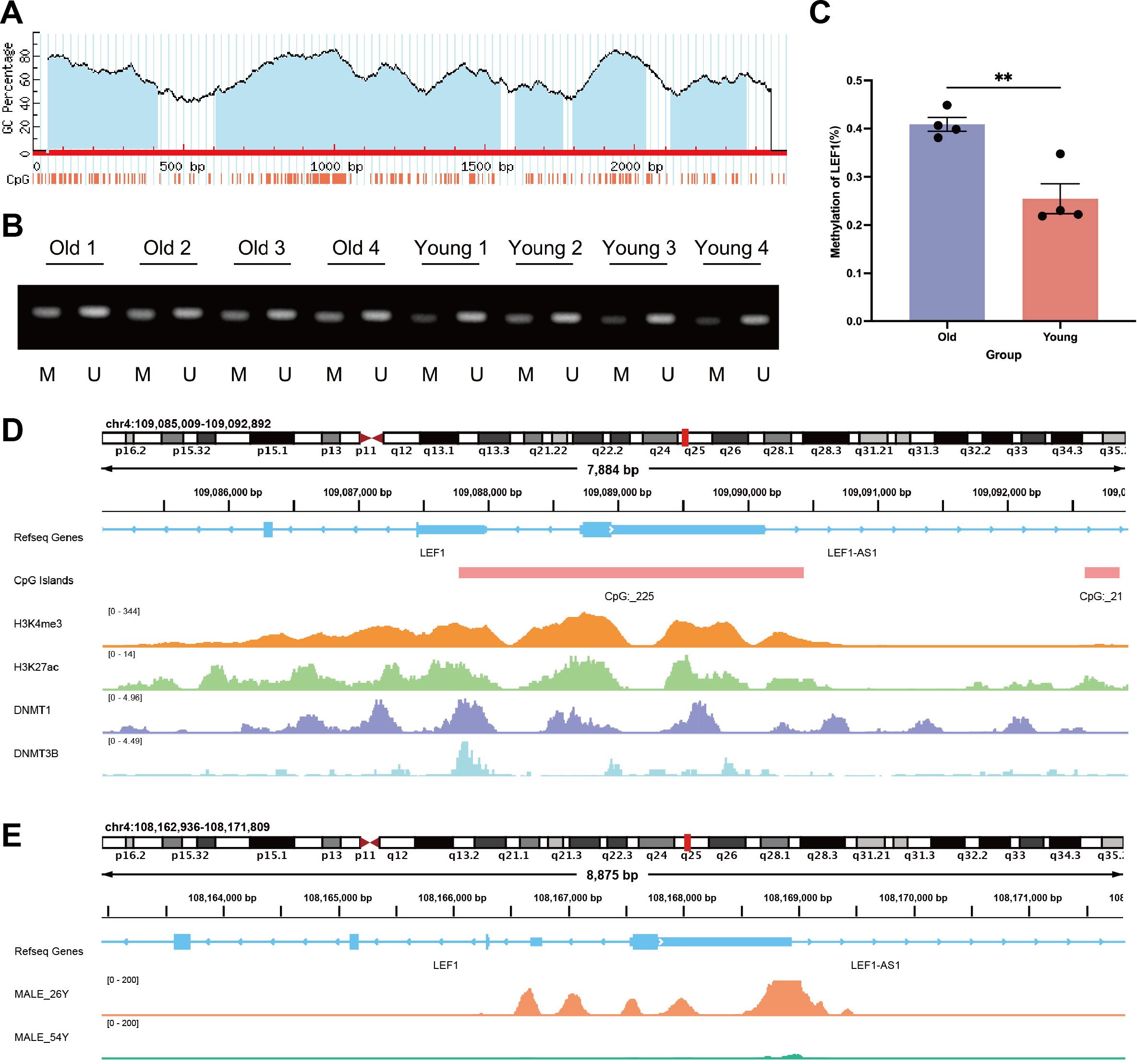 A multi-panel scientific illustration depicts: A) A CpG percentage graph with marked bars; B) Gel electrophoresis results from old and young samples, labeled with methylated (M) and unmethylated (U) bands; C) A bar graph showing methylation of LEF1 in old versus young groups, where older samples show higher methylation; D and E) Genomic views of the LEF1 region include gene annotations, CpG islands, histone modifications, and DNA methylation patterns across different conditions.