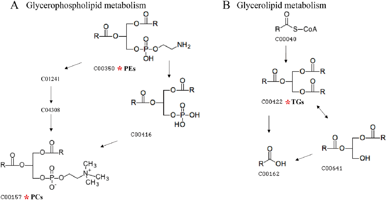 Diagram illustrating glycerophospholipid and glycerolipid metabolism pathways. Section A shows phosphatidylethanolamines (PEs) and phosphatidylcholines (PCs) with their respective codes. Section B illustrates triglycerides (TGs) with relevant structures and codes. Arrows indicate metabolic changes and interactions.