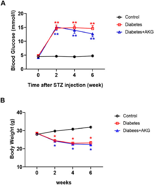 Line graphs showing the effects of STZ injection over six weeks. Graph A displays blood glucose levels, with diabetes groups (red and blue lines) maintaining high levels compared to the control (black line). Graph B shows body weight, where the control group increases slightly while diabetes groups drop significantly. Red indicates the diabetes group, blue is diabetes with AKG, and black is the control. Statistical significance is marked with asterisks.