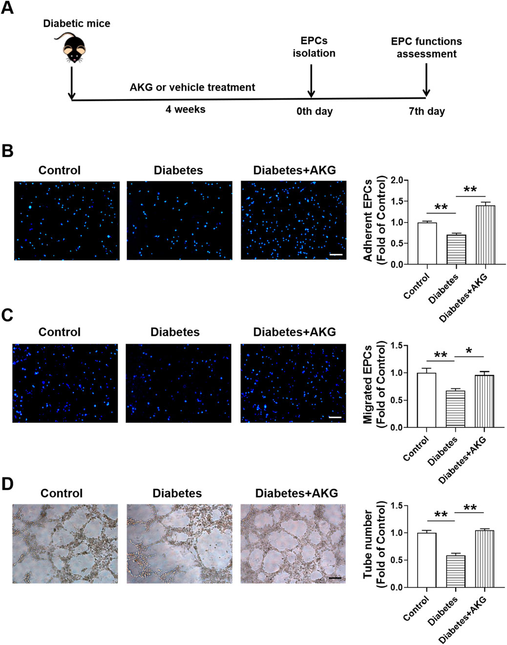Diagram illustrating research on diabetic mice treated with AKG. Section A shows a timeline of diabetic mice undergoing AKG treatment for four weeks, followed by EPC isolation and function assessment. Sections B, C, and D display microscopy images comparing control, diabetes, and diabetes with AKG groups. Bar graphs indicate increased adherent EPCs, migrated EPCs, and tube formation in the diabetes plus AKG group compared to diabetes alone. Statistical significance is noted with asterisks.