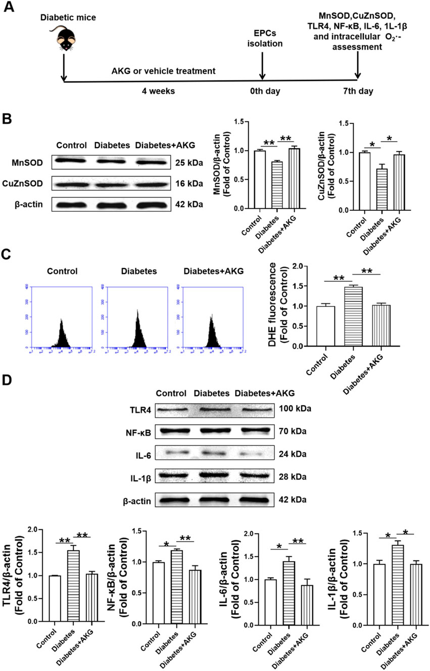 Schematic and data figures showing the effects of AKG treatment on diabetic mice. Section A outlines a timeline for treatment and assessments. Section B presents Western blots and bar graphs analyzing MnSOD and CuZnSOD. Section C displays DHE fluorescence assays and corresponding graphs for oxidative stress. Section D features Western blots and related graphs for TLR4, NF-κB, IL-6, and IL-1β. Statistical significance is indicated in the graphs, revealing that AKG treatment influences these proteins and oxidative stress markers compared to the control group and untreated diabetic group.