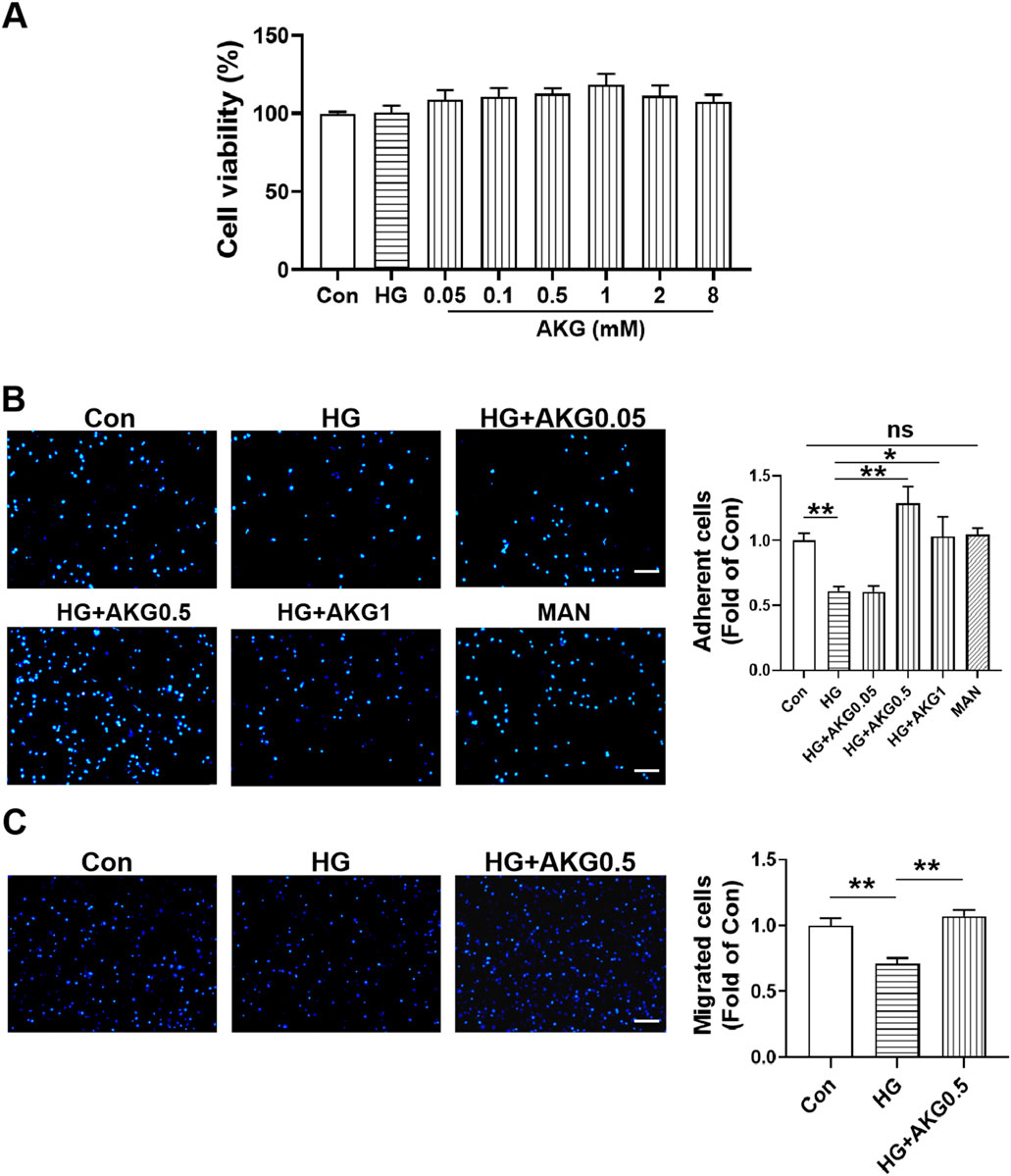 Bar graph and cell images illustrating the effects of different concentrations of AKG on cell viability, adhesion, and migration. A: Bar graph showing cell viability percentages across various AKG concentrations compared to control and high glucose conditions. B: Fluorescent images of adherent cells under different treatments, with a corresponding bar graph indicating fold changes in cell adhesion. C: Fluorescent images of migrated cells under different conditions, with an accompanying bar graph showing fold changes in cell migration. Significant differences are indicated.