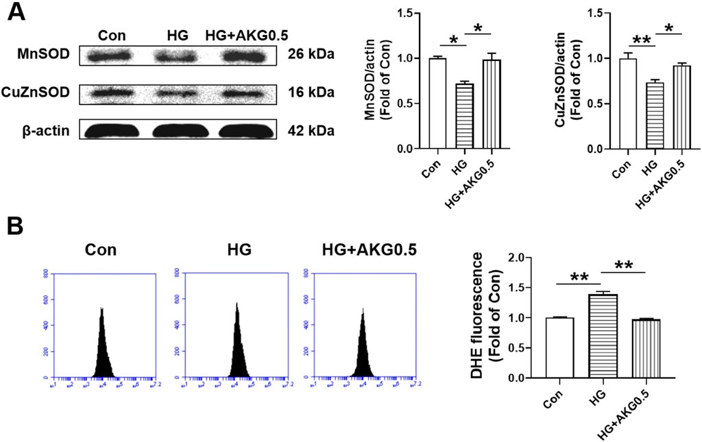 Western blot and bar graphs in panels A and B compare protein expression and fluorescence across conditions: control (Con), high glucose (HG), and HG with AKG. Panel A shows MnSOD and CuZnSOD expressions normalized to β-actin, with significant changes highlighted by asterisks. Panel B shows flow cytometry histograms and a bar graph of DHE fluorescence intensity, also indicating significant differences.