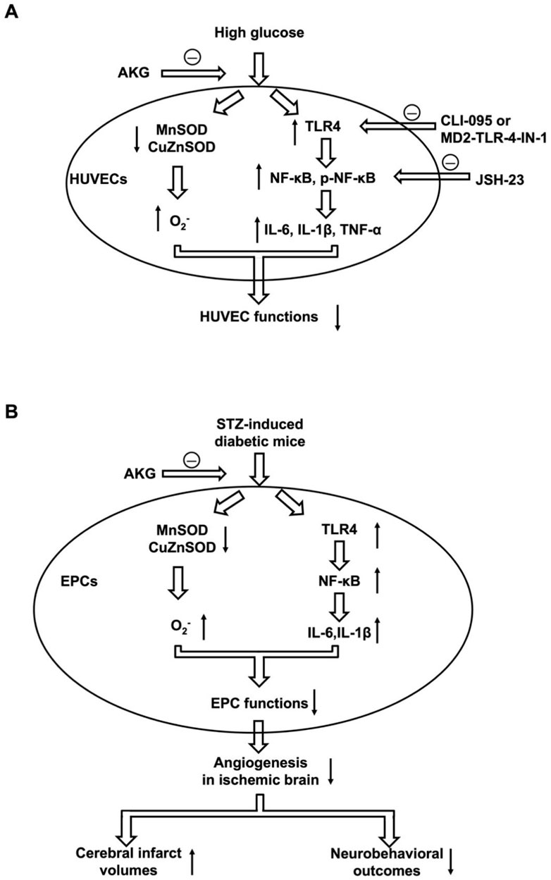 Diagram showing two parts, labeled A and B. Part A: High glucose impacts HUVECs, leading to reduced MnSOD and CuZnSOD, increased O₂⁻ levels, activation of TLR4, and NF-κB signaling, producing IL-6, IL-1β, and TNF-α, reducing HUVEC functions. AKG inhibits effects.Part B: STZ-induced diabetic mice show similar pathways in EPCs, affecting angiogenesis in the ischemic brain, leading to changes in cerebral infarct volumes and neurobehavioral outcomes. AKG also inhibits effects.