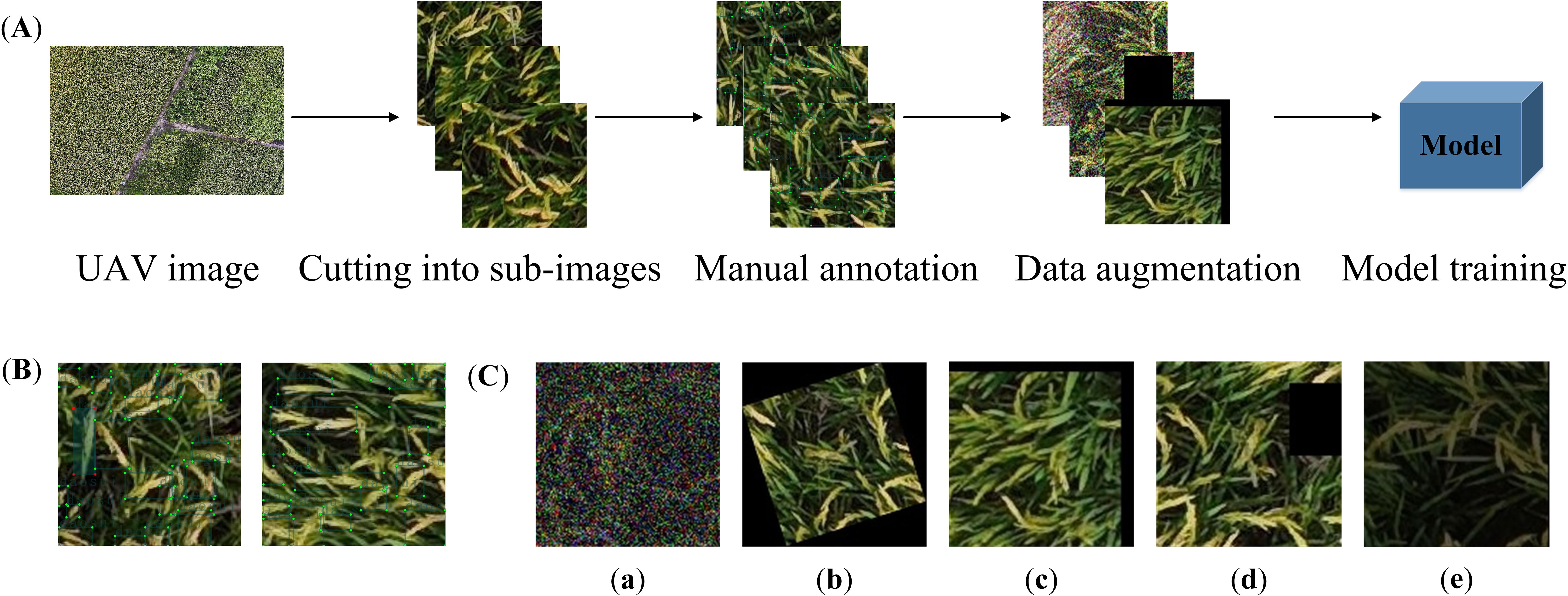 Flowchart illustrating a model training process using UAV images. Section A shows a UAV image cut into sub-images, annotated manually, and augmented before model training. Section B highlights close-ups of annotated sub-images. Section C displays various data augmentation techniques: noise addition (a), rotation (b), scaling (c), occlusion (d), and darkening (e).