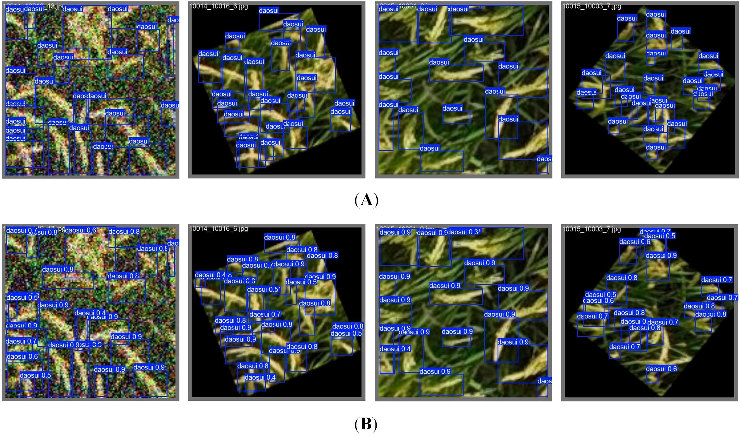 Two sets of four images each, labeled (A) and (B), show satellite or aerial views with blue bounding boxes labeled “daosui” and numerical scores. Set (A) features densely clustered labels, highlighting data points. Set (B) includes similar scenes, with labels accompanied by confidence scores like 0.8 or 0.9. Each image presents varying angles and scales of vegetative patterns.