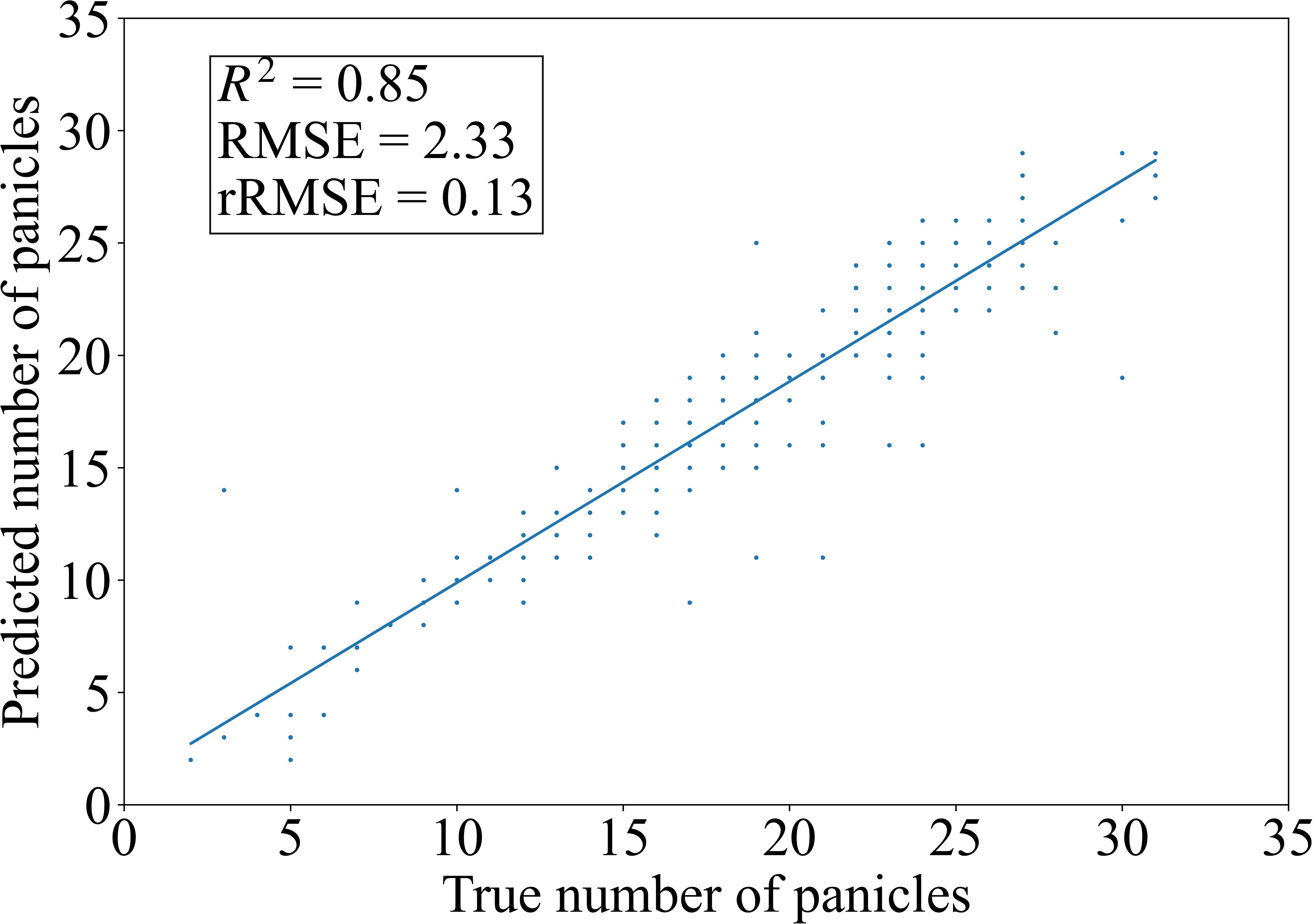Scatter plot showing the relationship between true and predicted numbers of panicles. Data points are dispersed around a line indicating a positive correlation. The equation metrics include R-squared equals 0.85, RMSE equals 2.33, and relative RMSE equals 0.13.