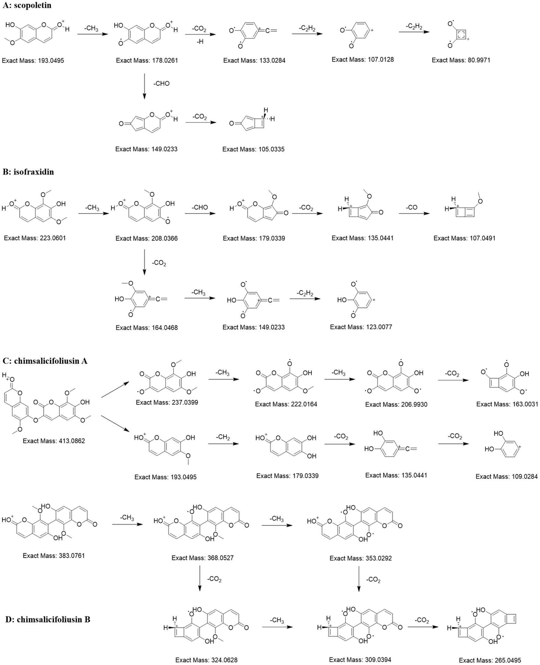 Chemical pathway diagrams show the fragmentation of four compounds: A) scopoletin, B) isofraxidin, C) chimsalicifoliusin A, and D) chimsalicifoliusin B. Each section outlines the chemical structures, transformations, and exact masses at each step, indicating the loss of functional groups such as CO₂, H, CHO, and CH₃.