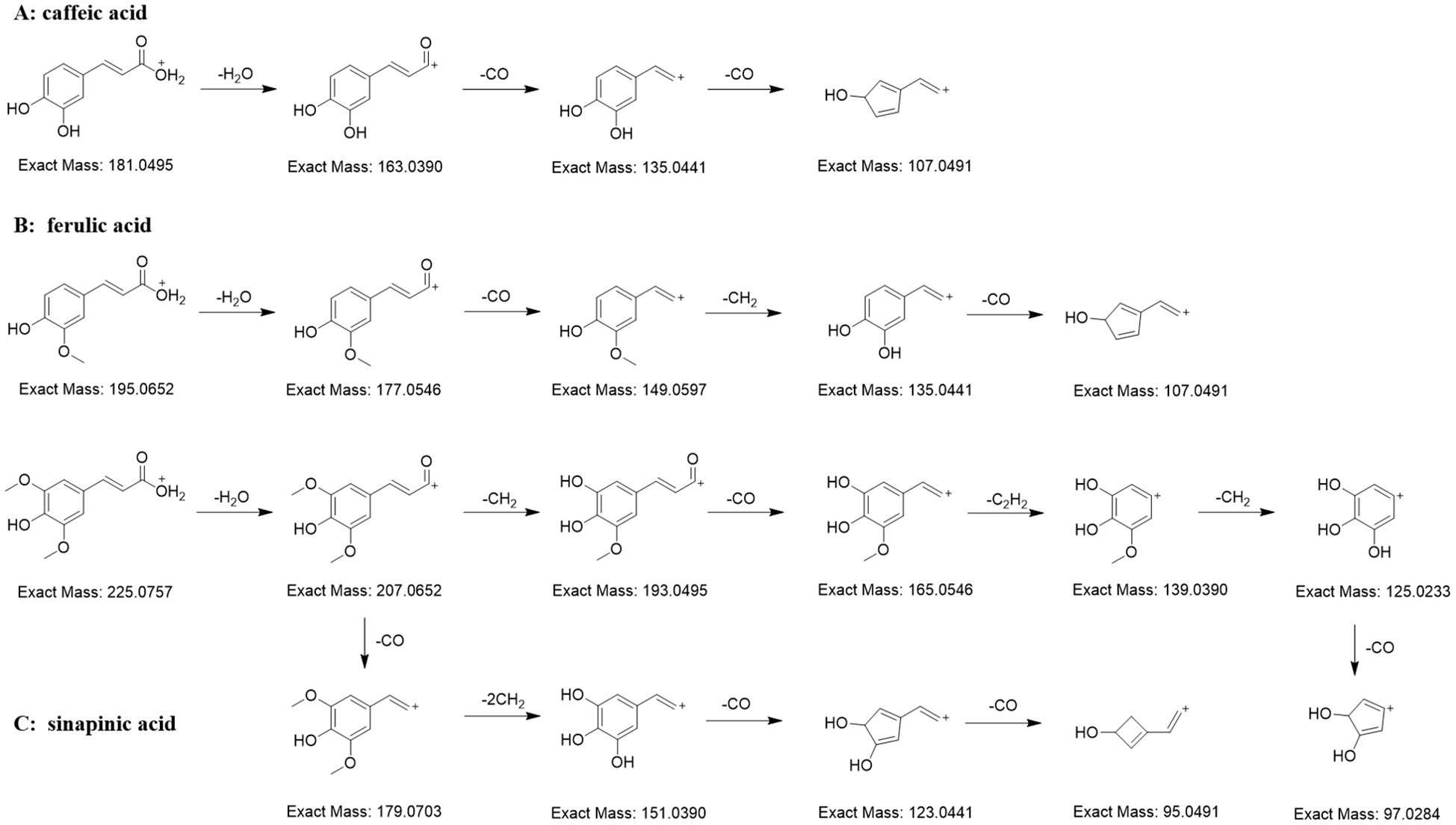Diagram showing the breakdown pathways of three acids: caffeic acid, ferulic acid, and sinapic acid. Each is labeled with exact masses at various stages. Caffeic acid transitions from an exact mass of 181.0495 to 107.0491 through dehydration and decarboxylation. Ferulic acid involves multiple steps, showing changes from 195.0652 to 107.0491 through similar reactions. Sinapic acid follows a sequence going from 225.0757 to 97.0284, involving dehydration, decarboxylation, and removal of carbon groups. Arrows indicate each transformation step.