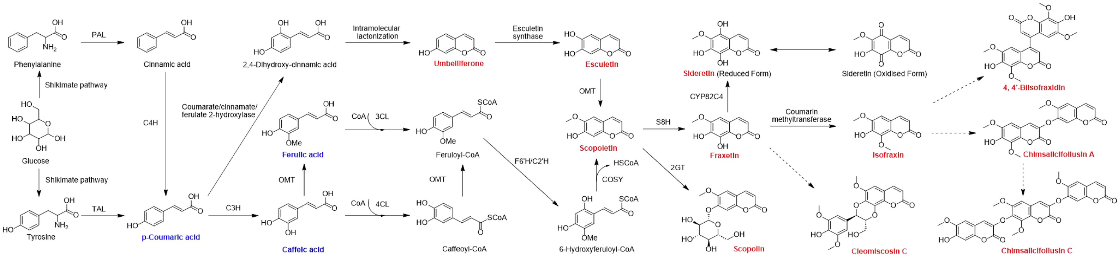 Chemical pathway diagram showing the biosynthesis of coumarins. It begins with glucose and moves through several compounds, including phenylalanine, cinnamic acid, p-coumaric acid, ferulic acid, and caffeic acid. Key transformations involve enzymes like PAL, TAL, and C4H. The pathway leads to the formation of coumarins such as umbelliferone, esculetin, scopoletin, fraxetin, and sideretin. Compounds in red and blue highlight significant intermediates and products, including esculetin and esculetin derivatives.